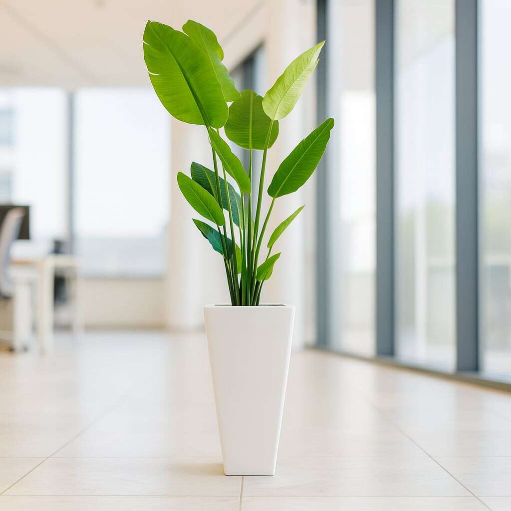 南国気分を楽しめる観葉植物ストレリチア 7号 陶器鉢 | インテリア