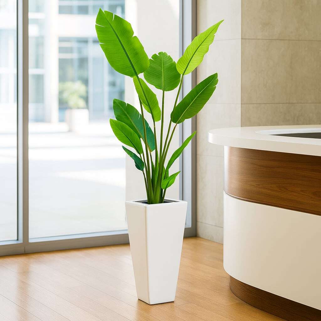 南国気分を楽しめる観葉植物ストレリチア 7号 陶器鉢 | インテリア