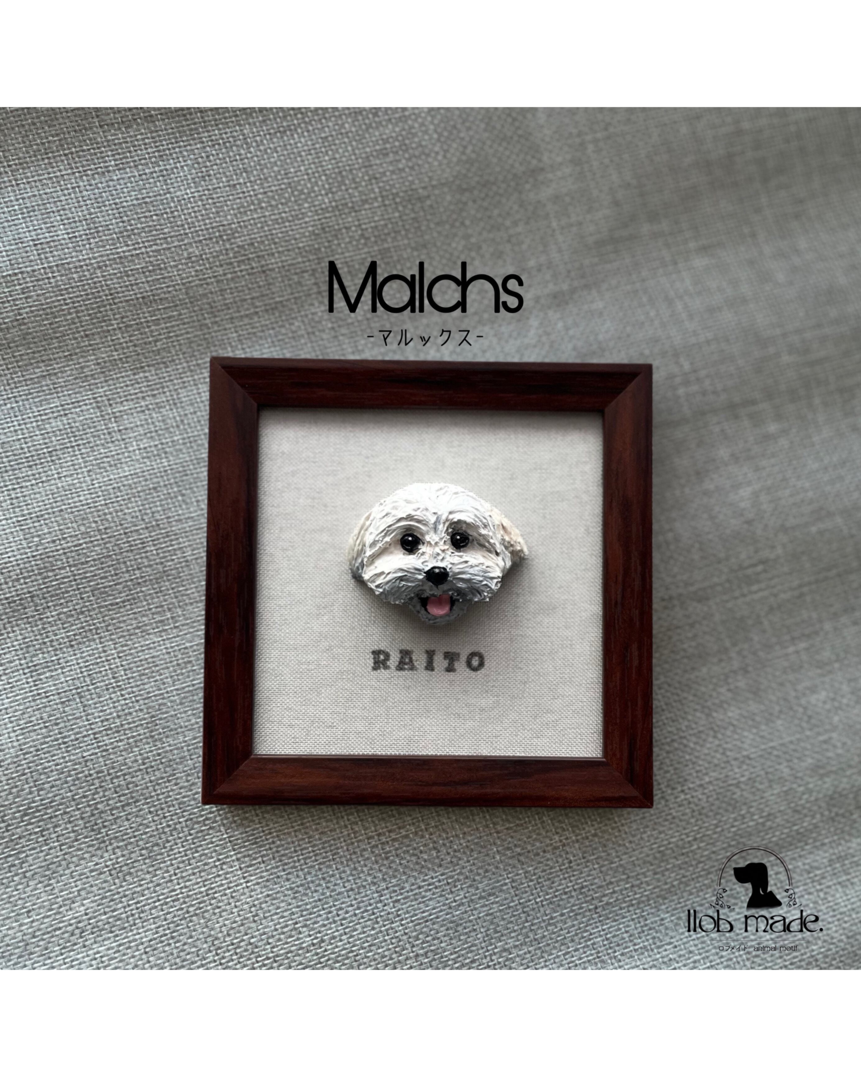 マルックスちゃん🐾