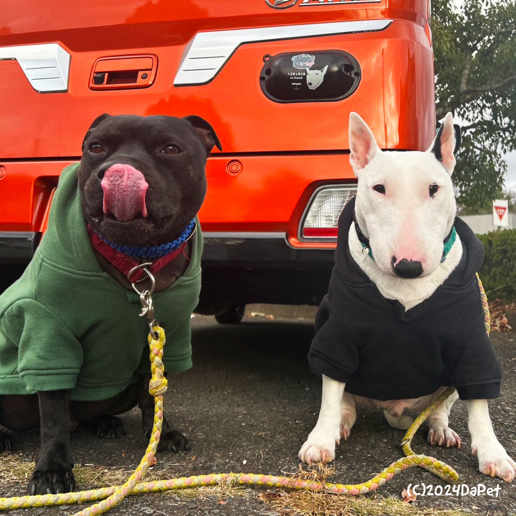 スタッフィーの大五郎くん、ミニチュアブルテリアの寅次郎くん