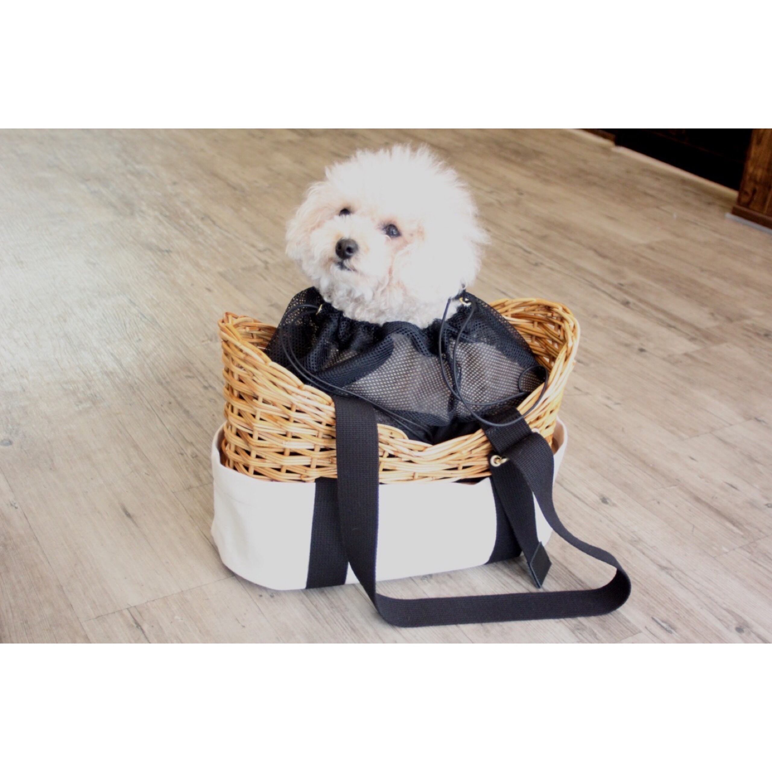 2.5kgのプードル