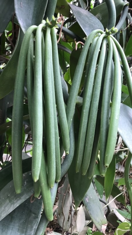 台湾産オーガニックバニラビーンズ（5本入） | 台湾フードのセレクト