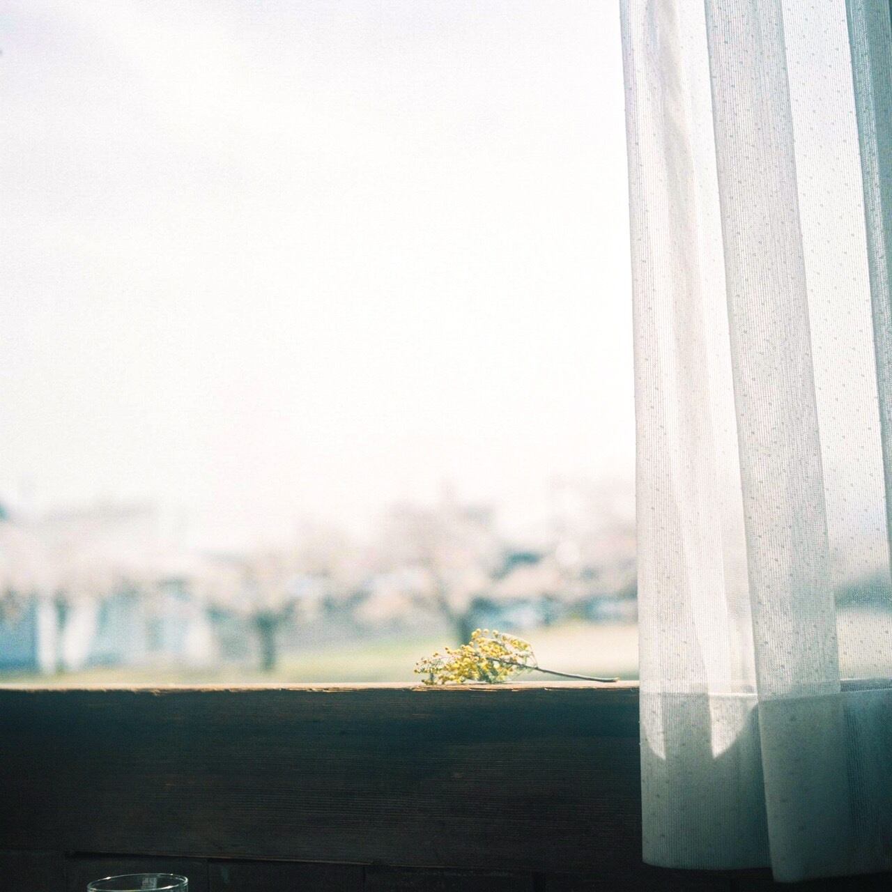 とろけるようなボケも魅力的です☁️