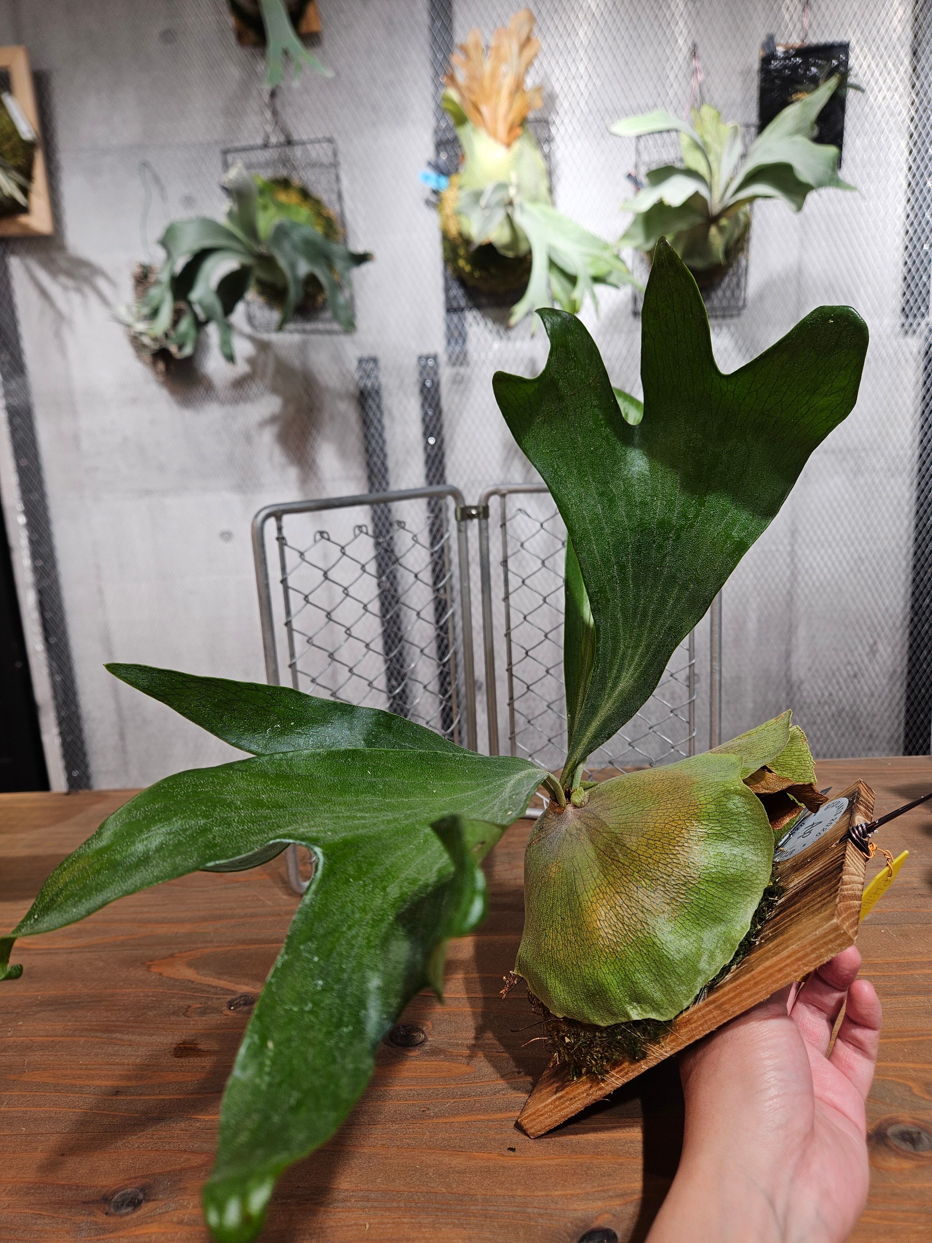 P.hillii cv. hand of ghost【artPLANTs/PLANTS GARAGE】ビカクシダ