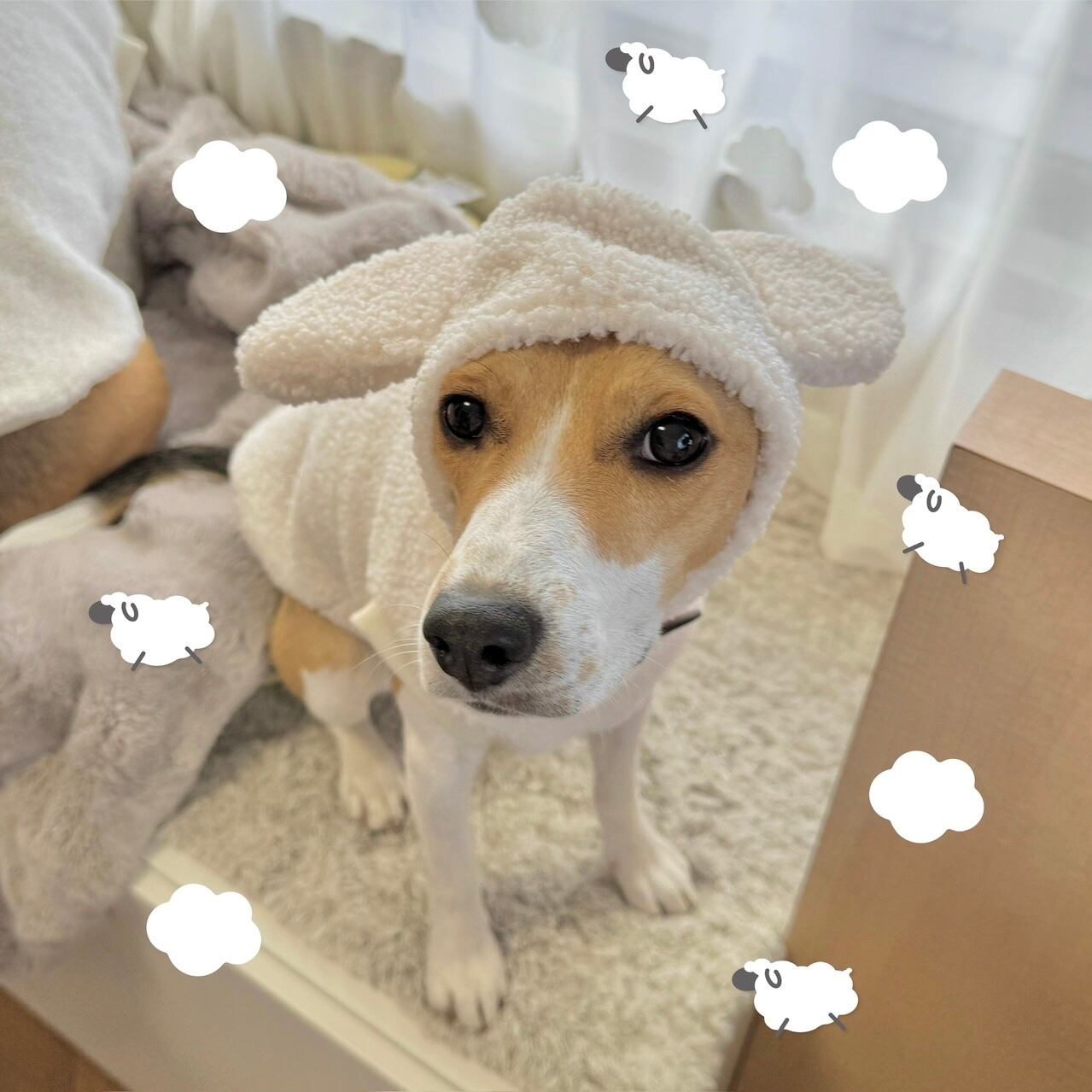 帽子はプレゼント