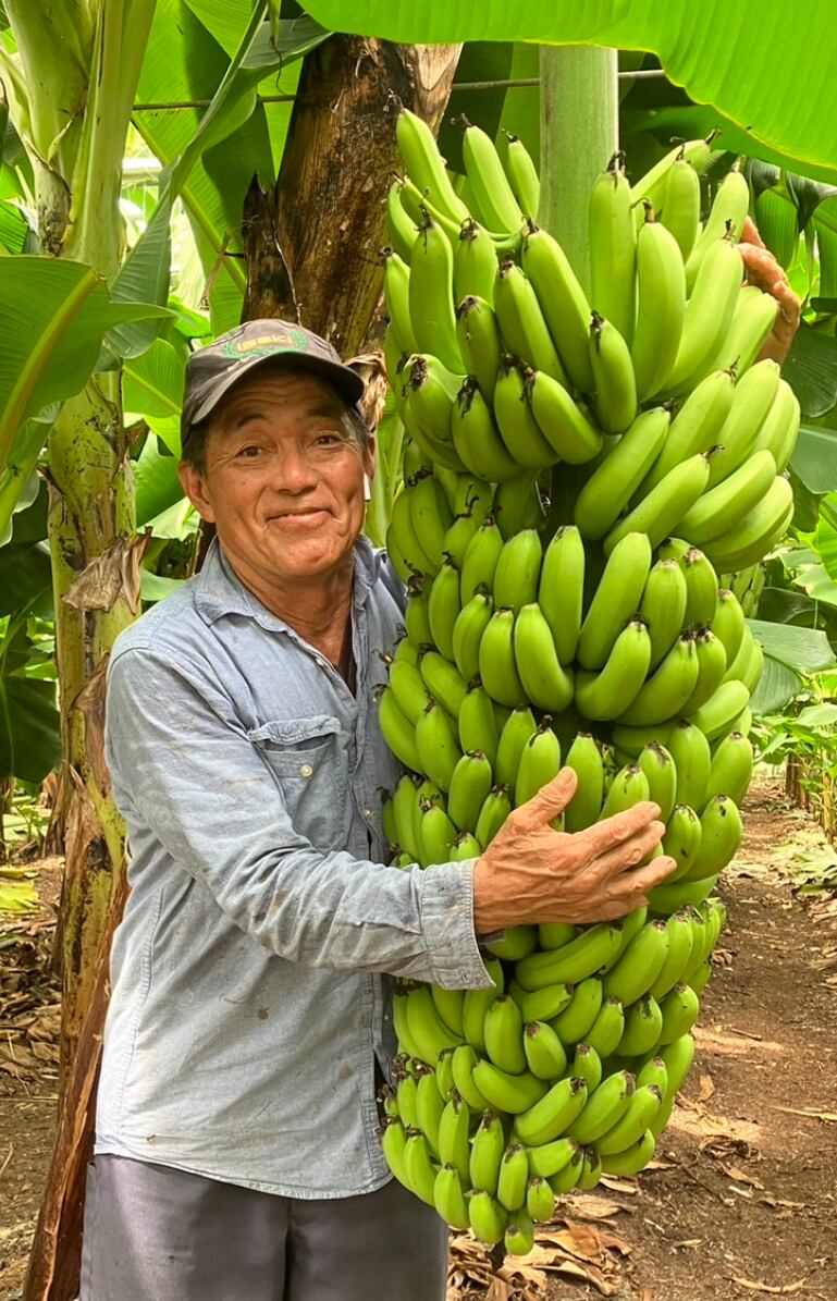 山と同じく、光合成以外のエネルギー源を菌根菌から獲得したバナナは元気いっぱいに育ちます！