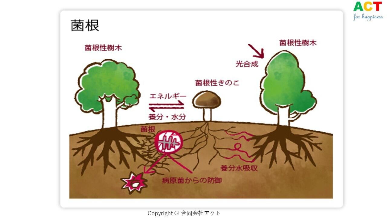 山では、植物と共生する菌根菌が枯葉を分解した栄養を植物に与えています。