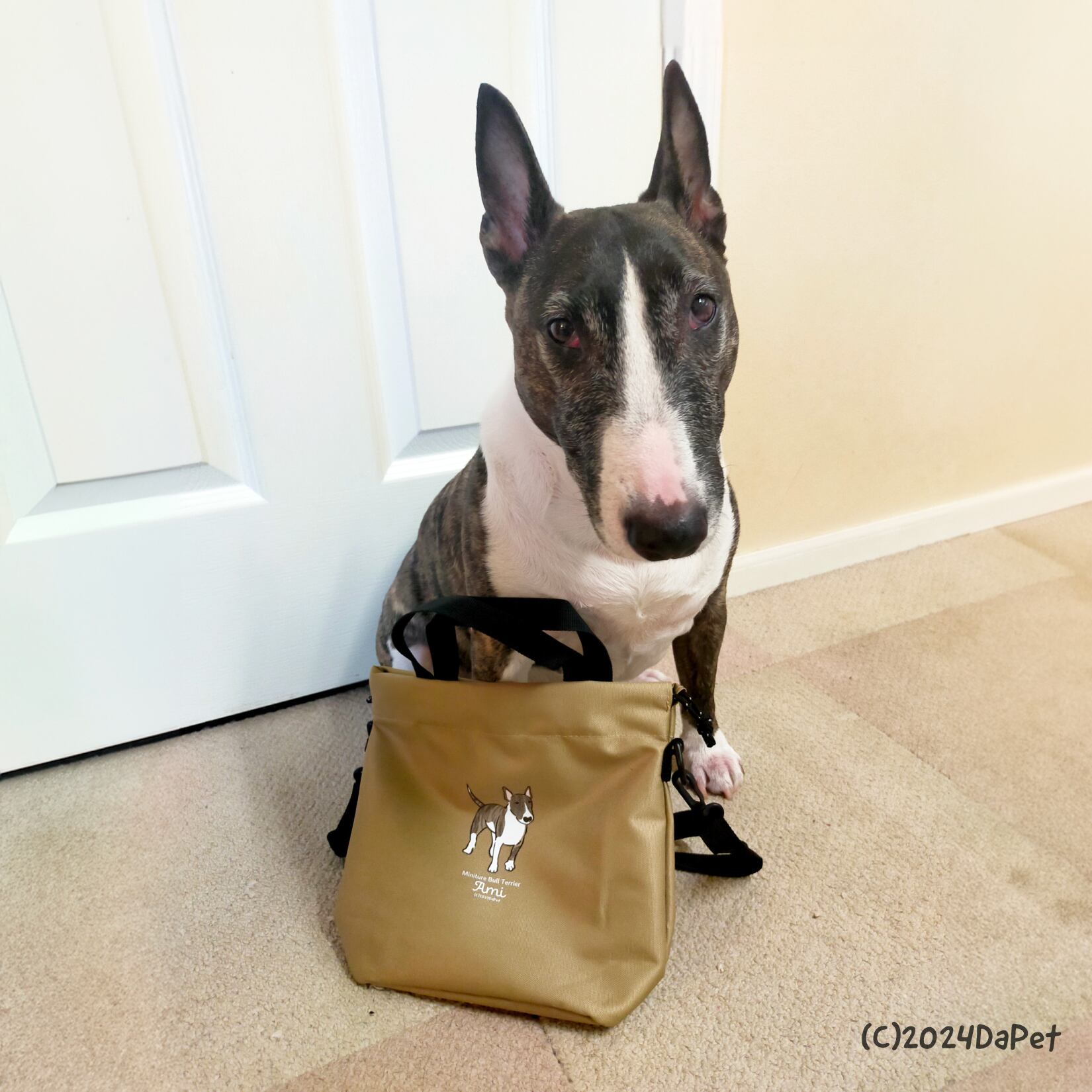 ミニチュアブルテリアのあみちゃん