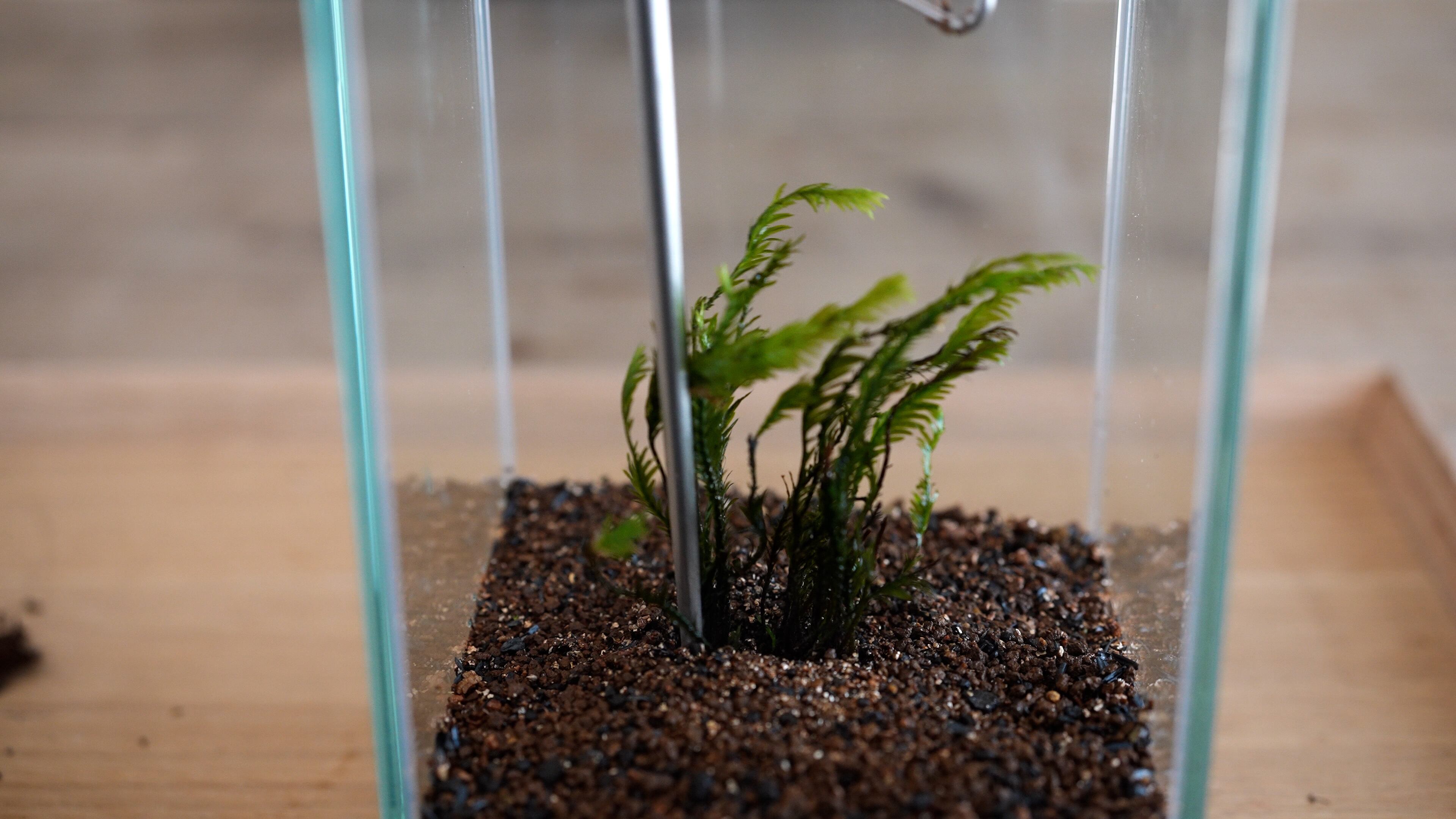 ホウオウゴケ 苔テラリウム作製用素材苔 | 苔テラリウム専門ショップ道草