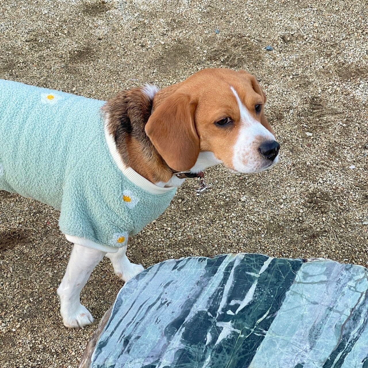 ラキ／BMサイズ【中〜大型犬サイズ】