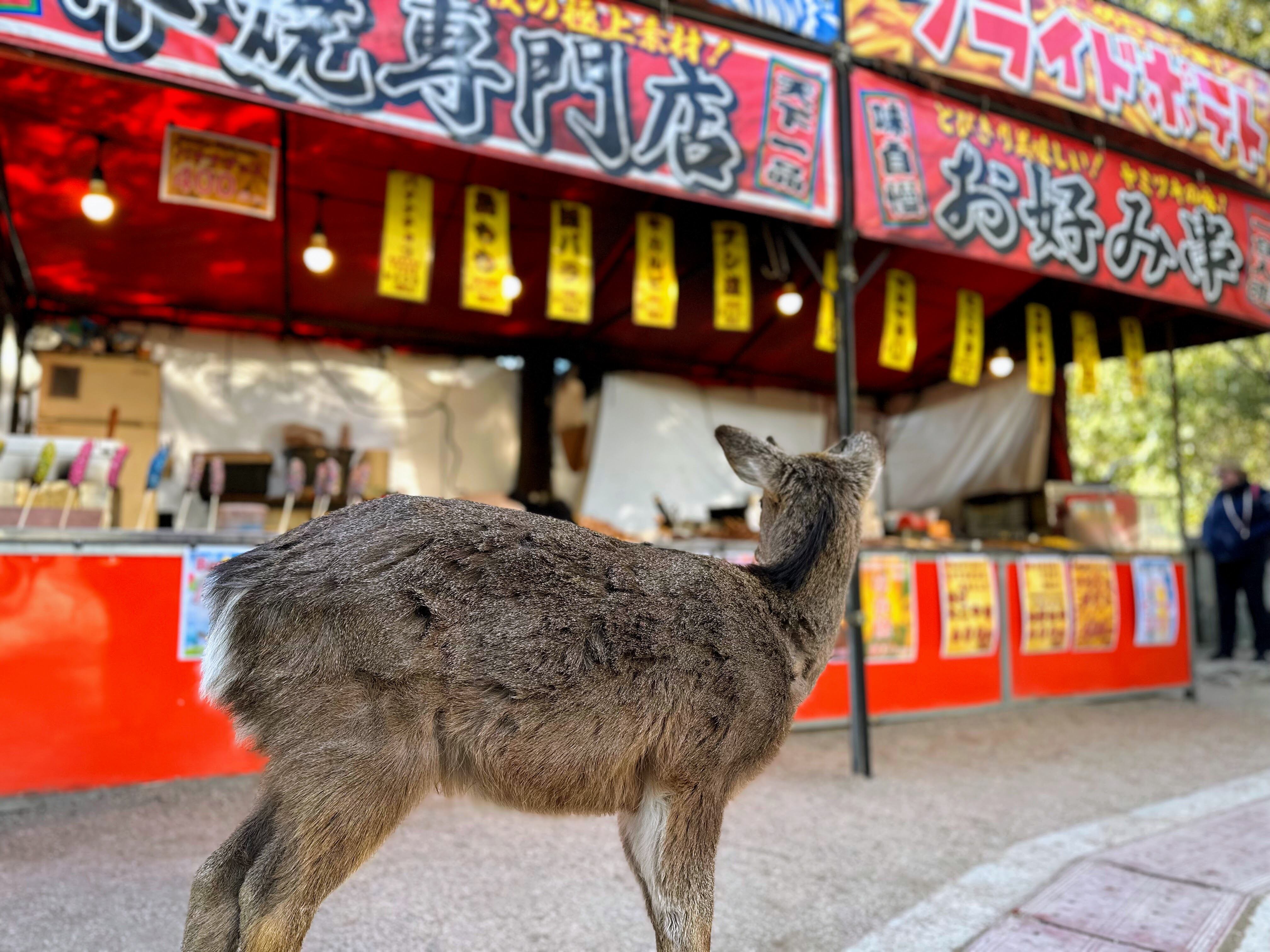 Omotesando, Deer