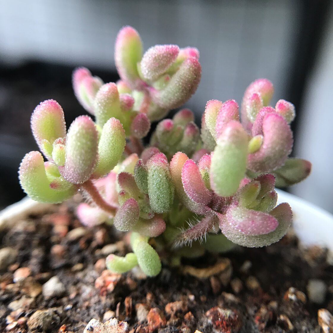 新入荷 多肉植物 キラキラ ドロサンテマム ルビー錦 小苗 抜き苗 1株 