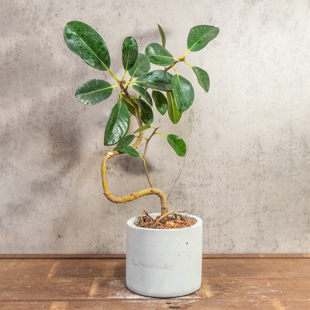 渇きが良くて虫発生も抑える用土を使用。小ぶりな葉が可愛い、美しい曲がりのフランスゴムの木【手作りモルタル鉢】