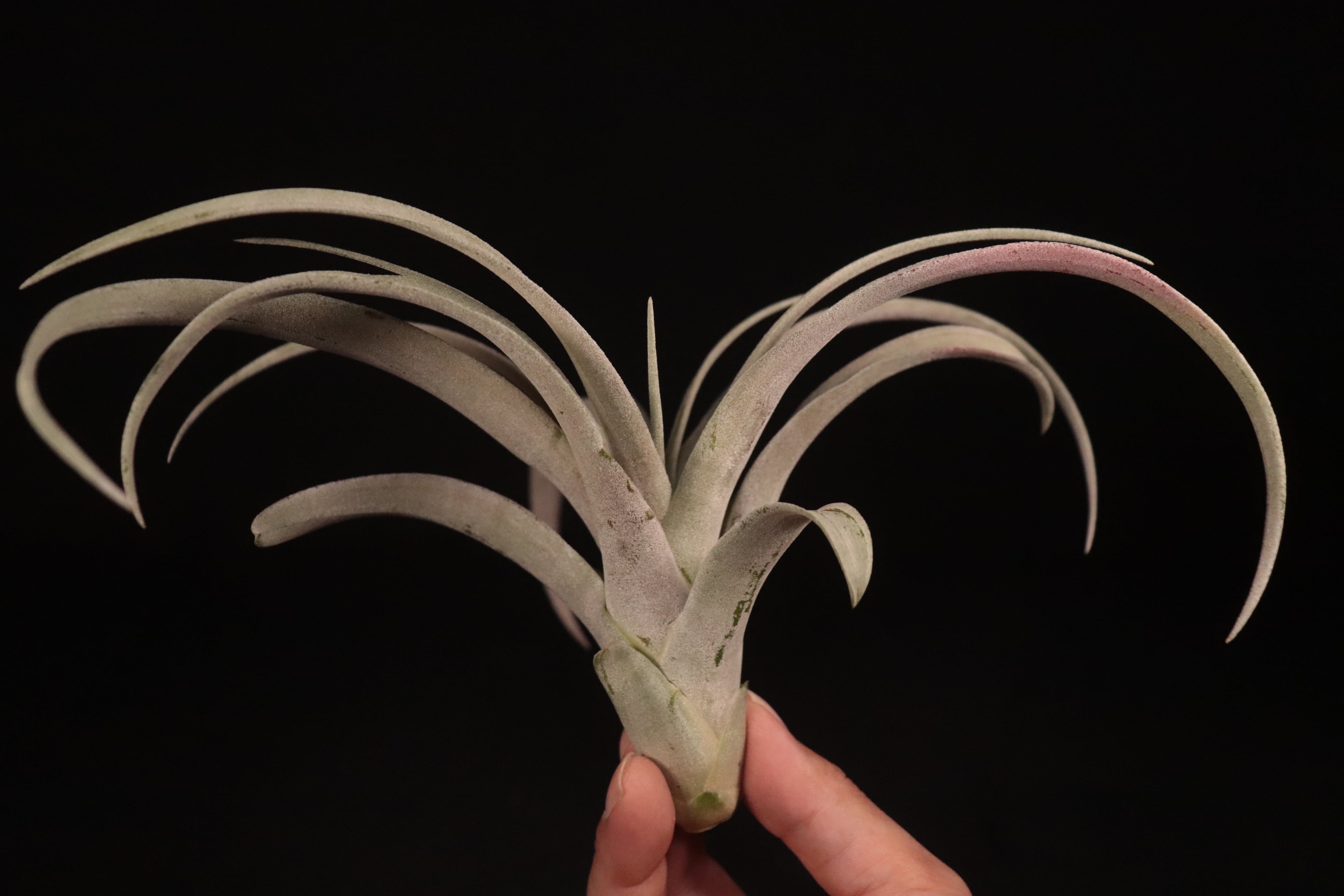 送料無料】'Coconut Grove'〔エアプランツ〕現品発送T4363 | plane plants