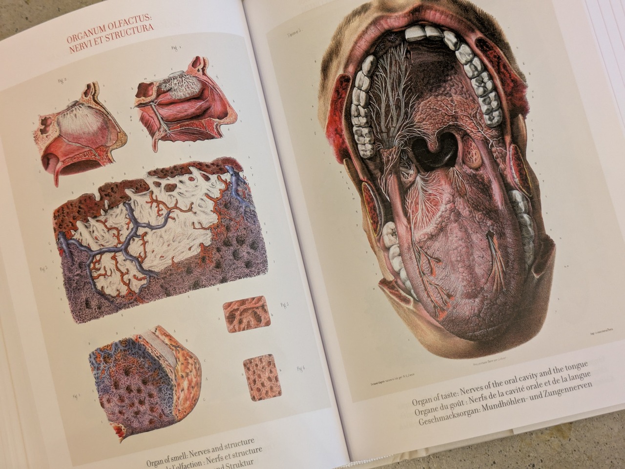 Bourgery : Atlas of Human Anatomy and Surgery / Taschen 解剖学  