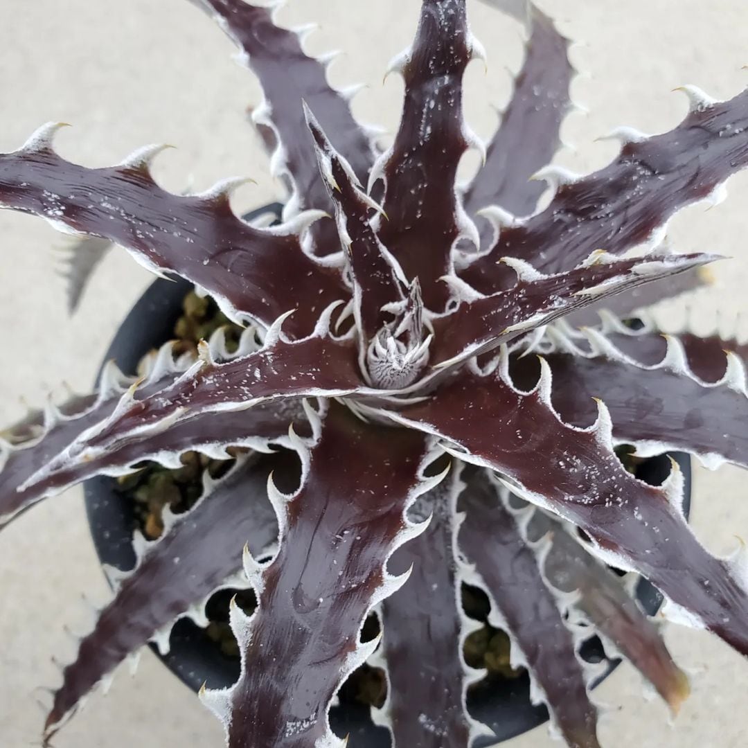 ディッキア　親株　中株　子株　大量セット　タグ付きあり a0590_【PSC202】Dyckia Tracking Code FWF x 'Jaws'：ディッキア