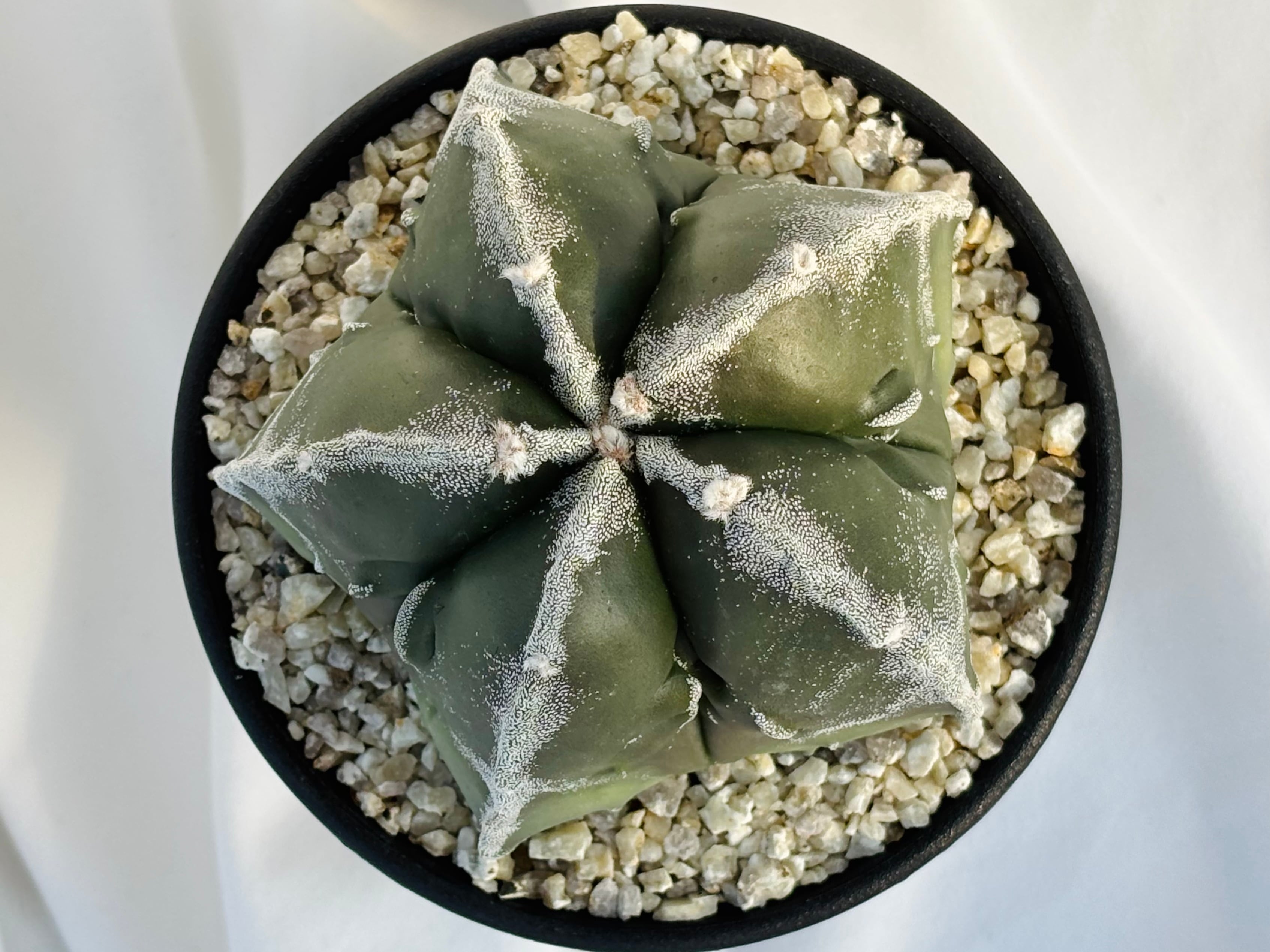 Astrophytum myriostigma アストロフィツム 白条複隆ヘキラン 白条複隆