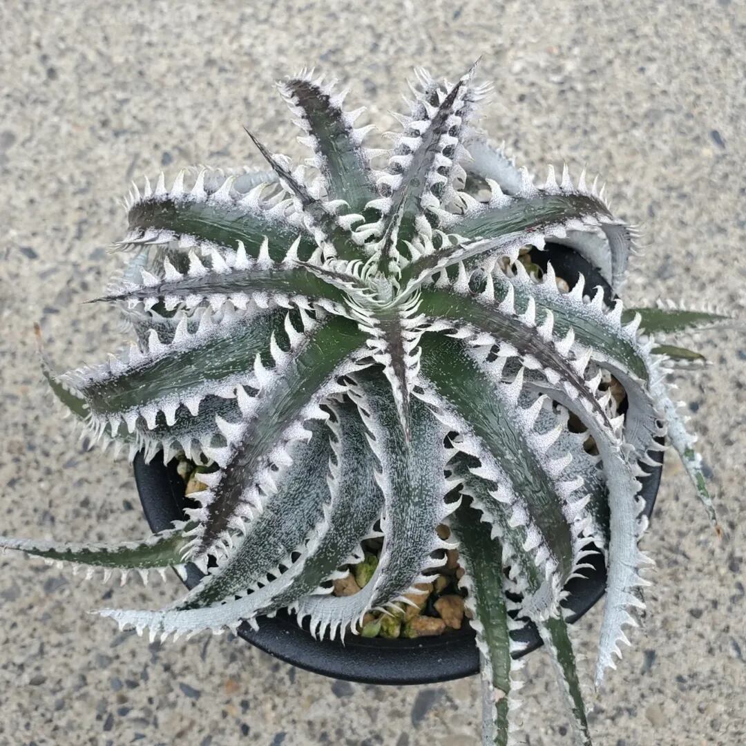 Dyckia（ディッキア） | レアプランツ通販サイトPlants Maniax