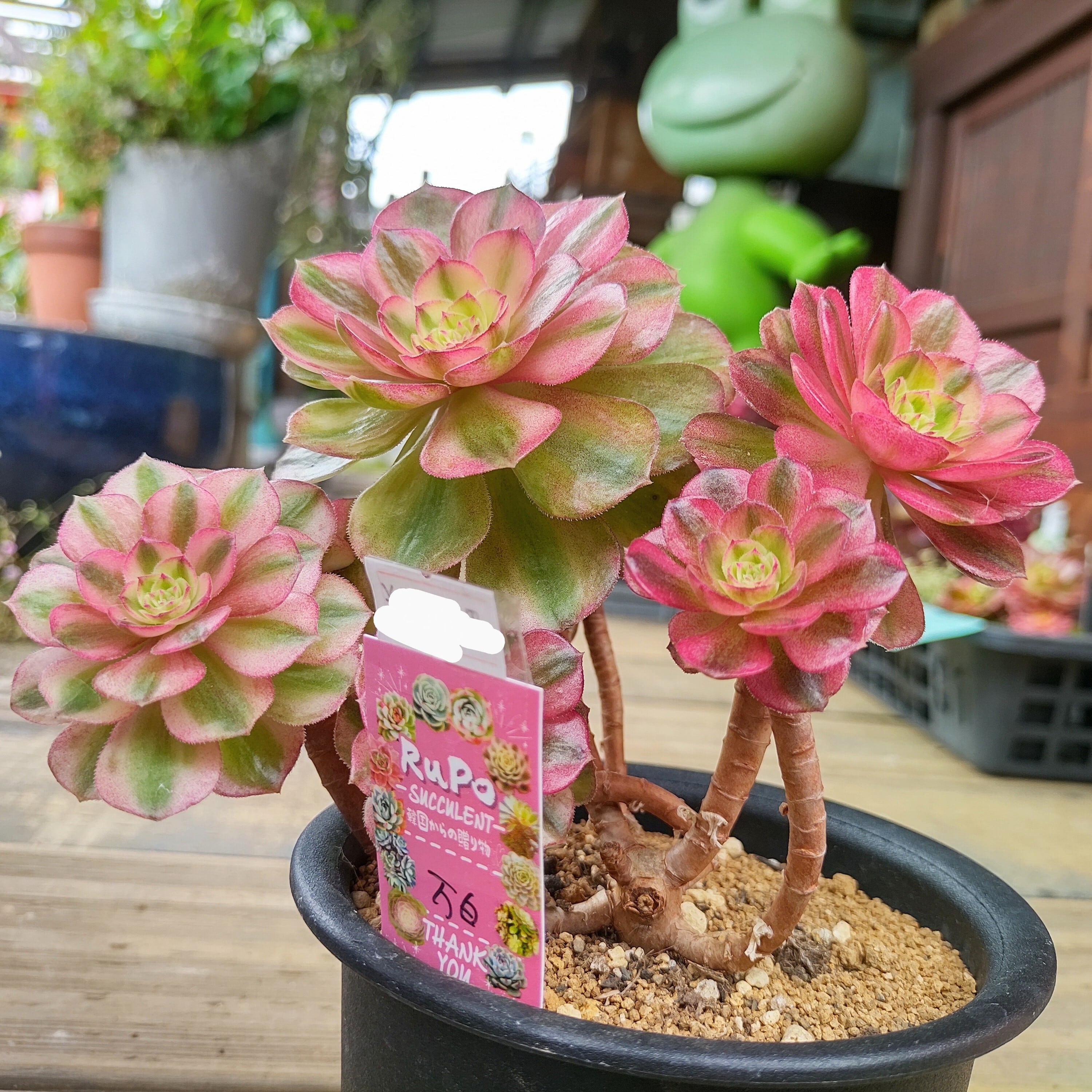 アエオニウム 万華鏡♡抜き苗 【公式通販】