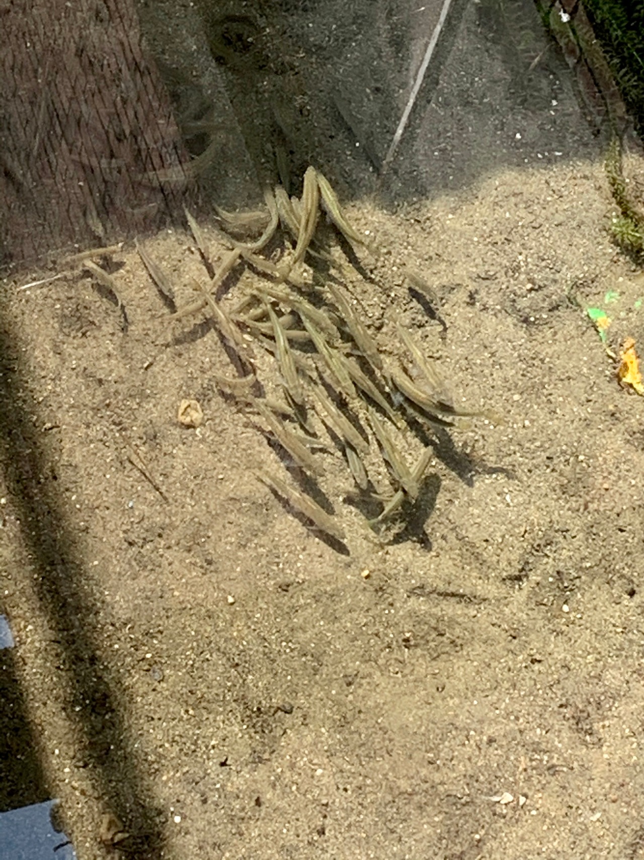 サイ.トゥオンブリーの詩と記憶