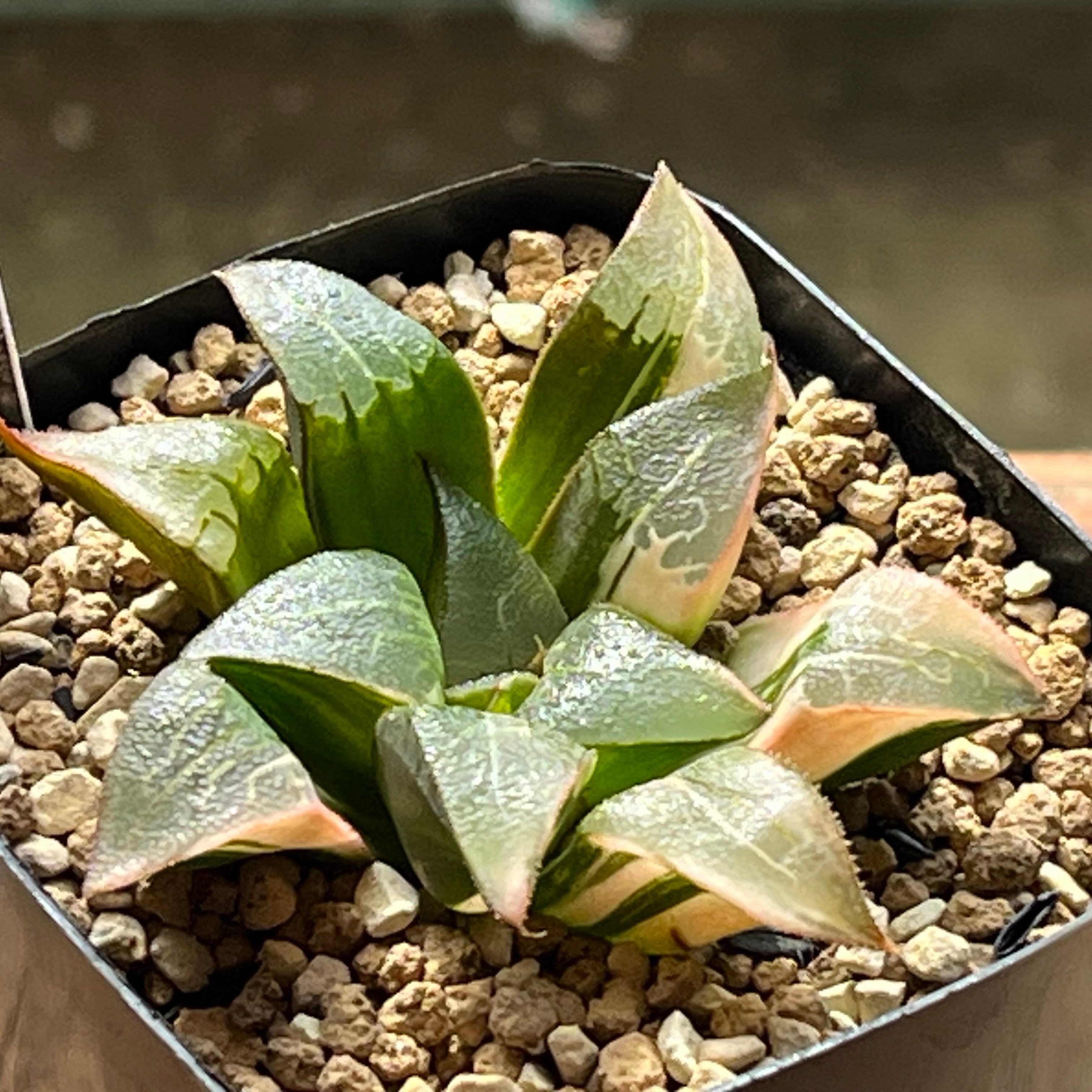 錦 | mocono_plants