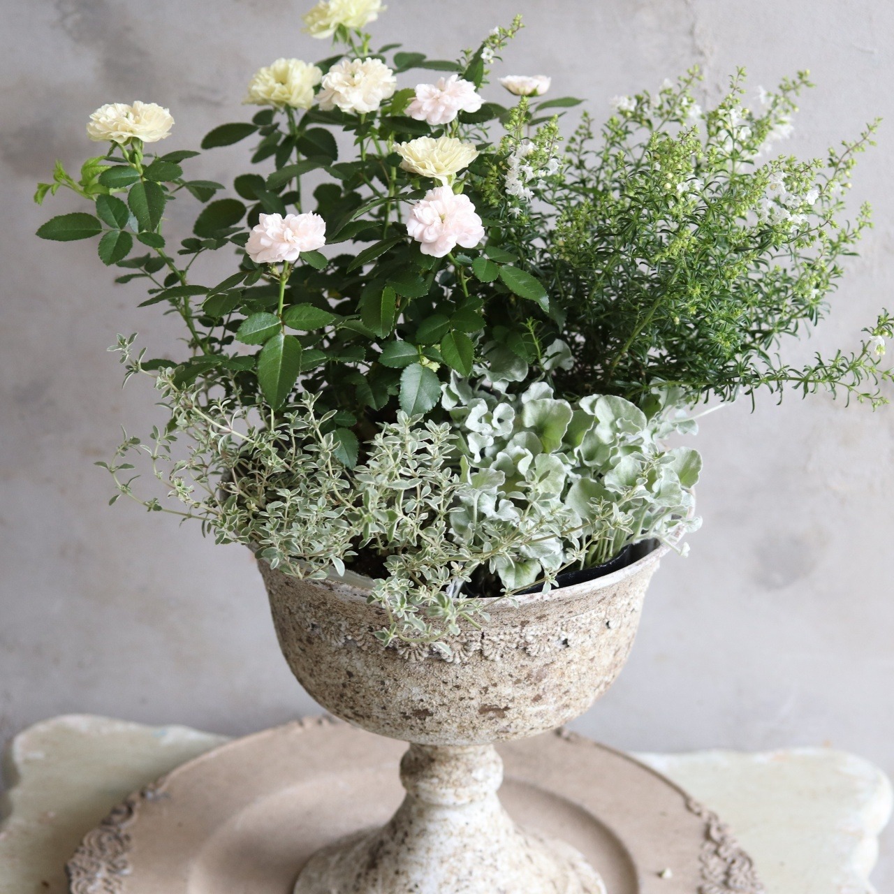 ミニバラ　グリーンアイス　初心者にオススメの四季咲き