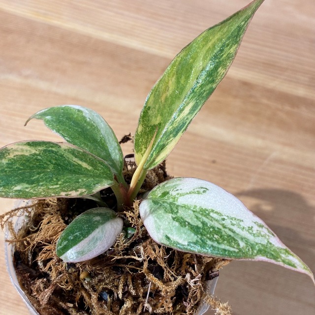 Philodendron Caramel Fire Tiger フィロデンドロン キャラメルファイヤータイガー　2寸