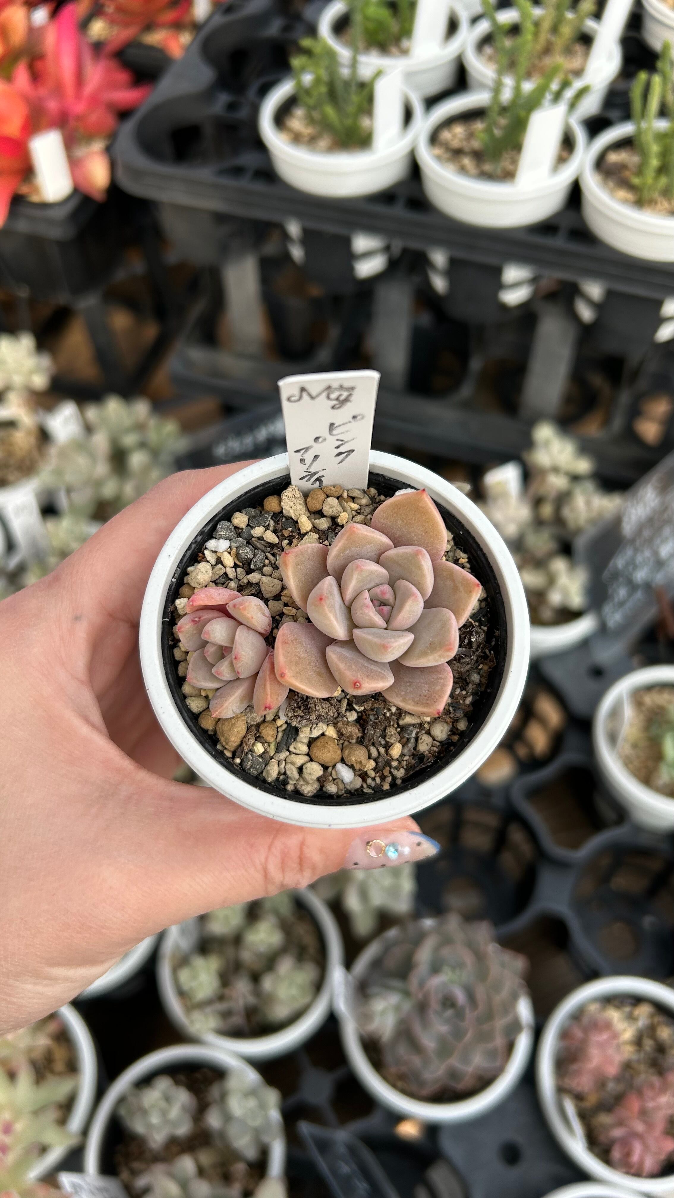 初恋 多肉植物 グラプトベリア 安心の生産ポットそのまま販売（8個