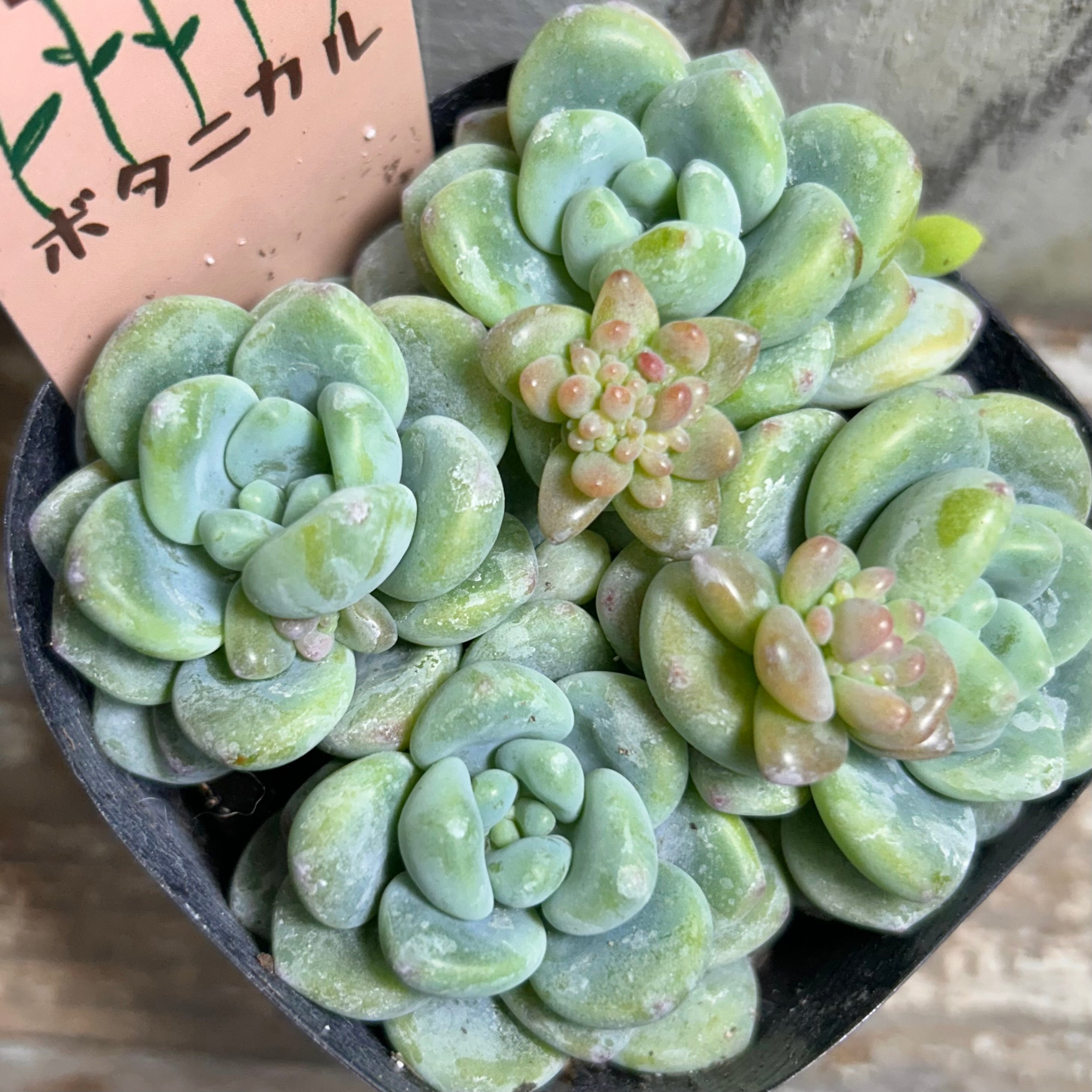 H)瑠璃晃(ユーフォルビア | RuPo 多肉植物専門店
