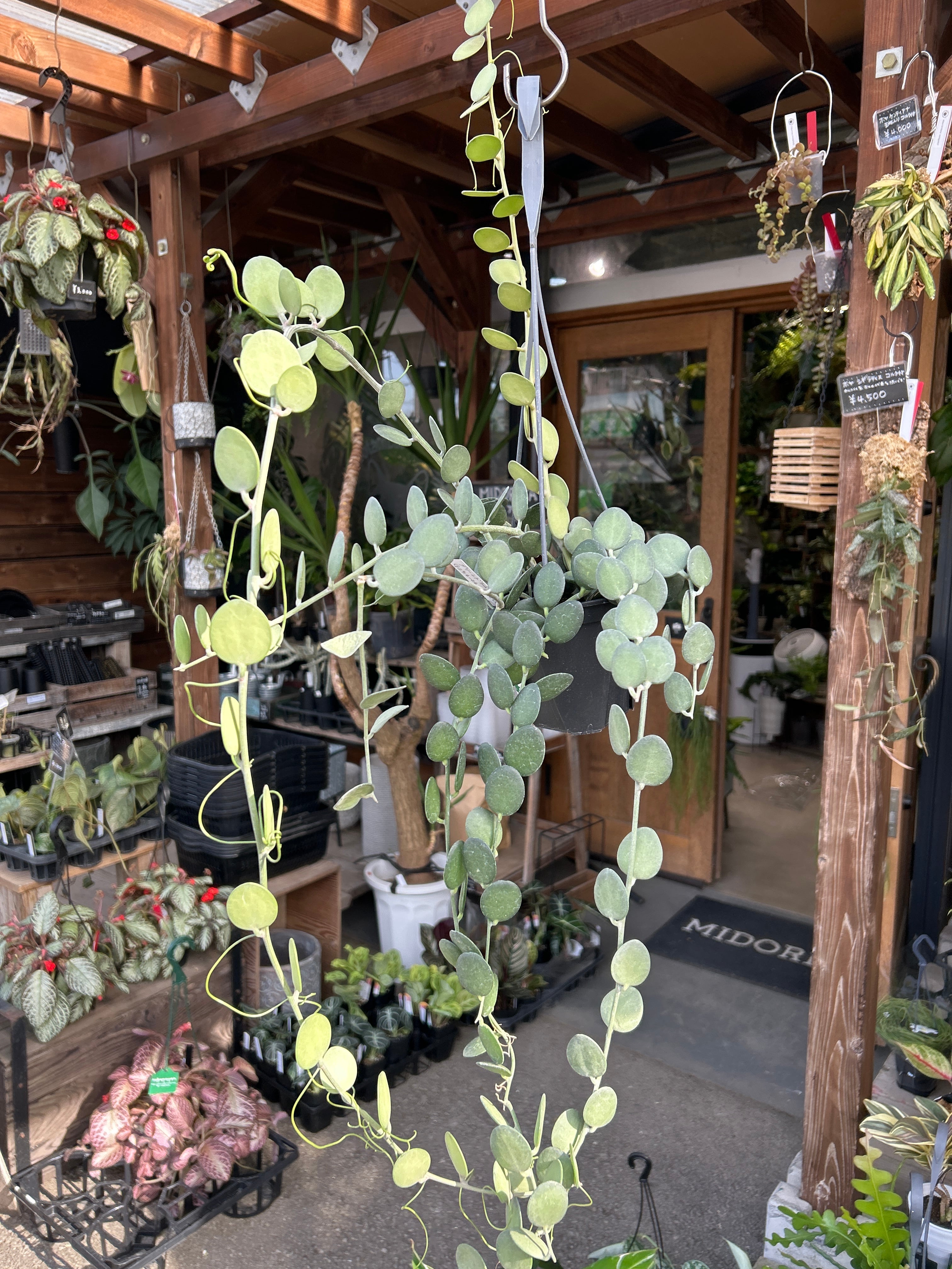 コルジリネ ジニーサイクロン | MIDORIYA 観葉植物専門店