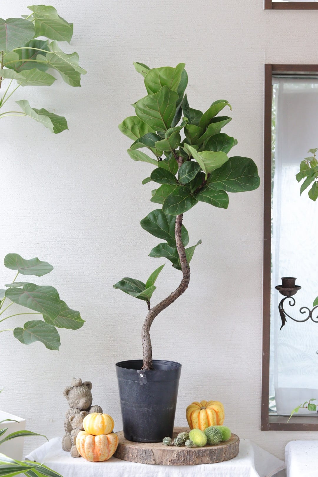 リゾート系観葉植物❤︎ドラセナ【カンボジアーナ】 | Total Plants Egret
