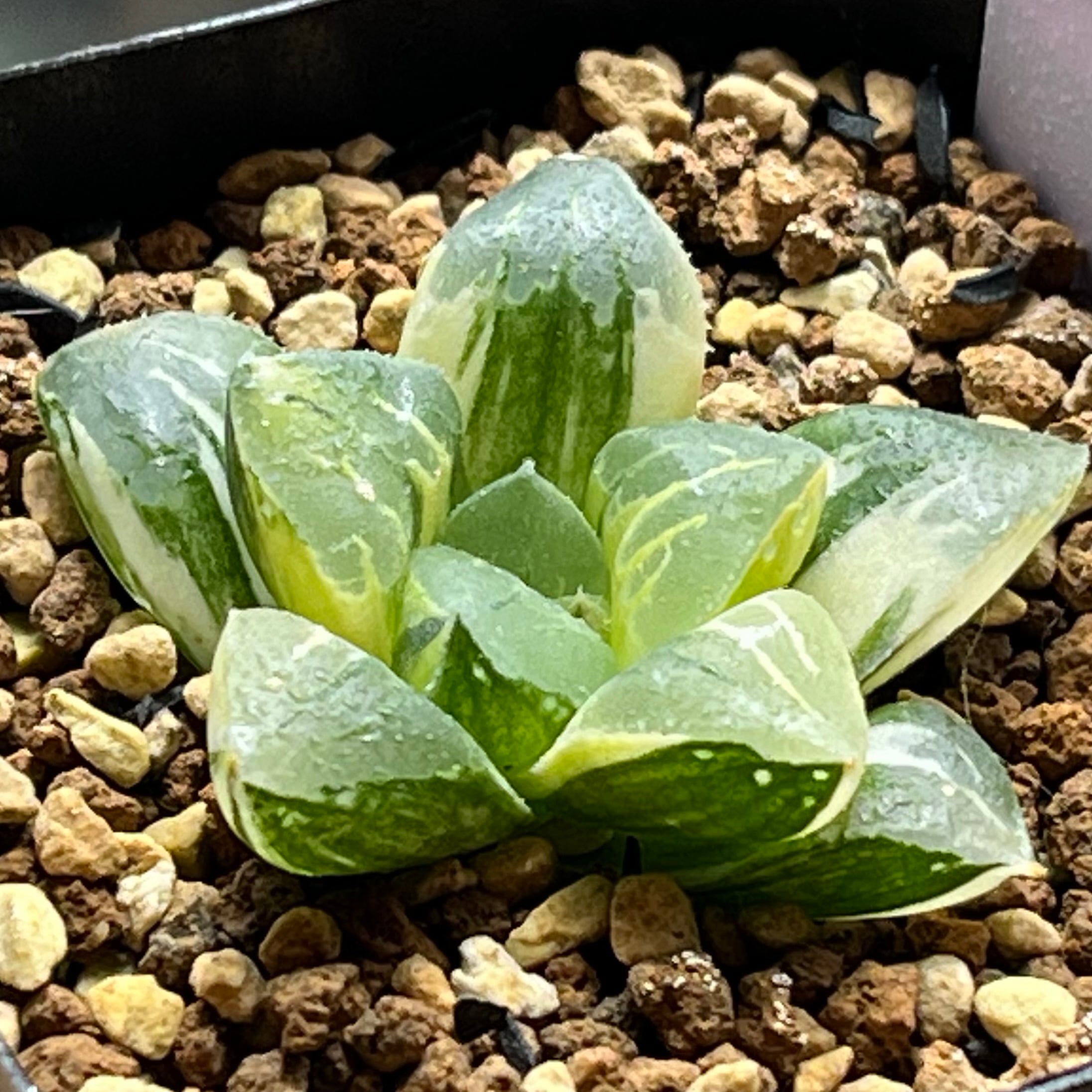 ハオルチア スターズフェアリー | mocono_plants