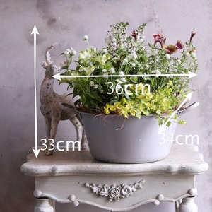 寄せ植え　ペチュニア2色のナチュラルなおなべポットの寄せ植え｜届いてすぐ飾れる完成品｜玄関にオススメ｜新築・開店祝いギフト｜モンディマンシェ