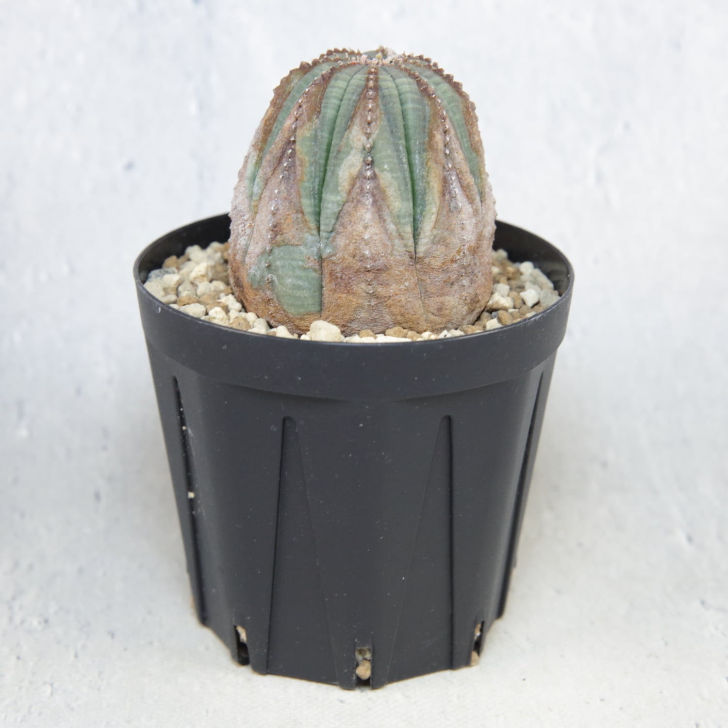 美模様 木質化 マイクロオベサ / ユーフォルビア | LIGHTHOUSE.PLANTS