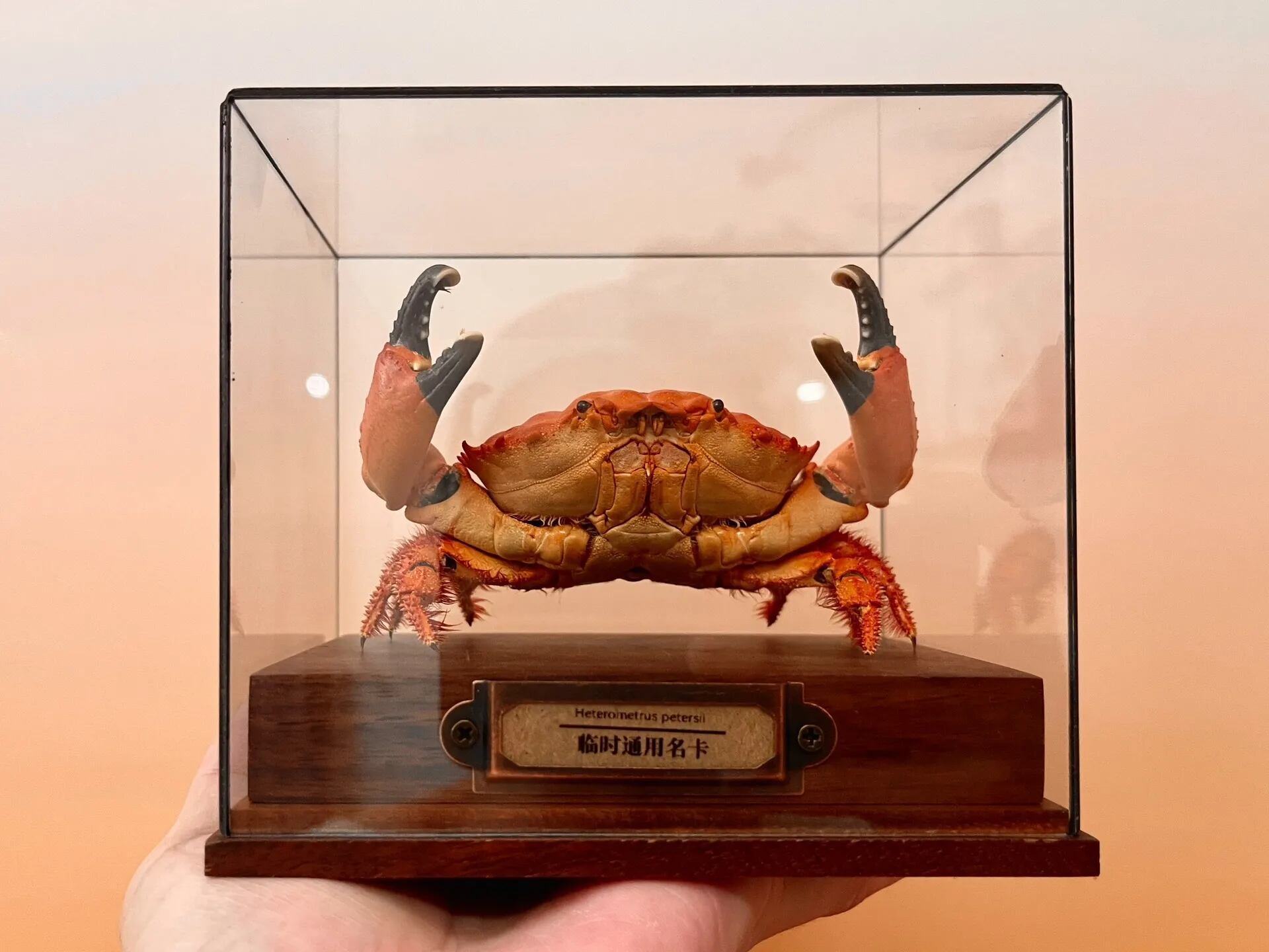 アカマンジュウガニ 標本 ディスプレイケース付き | PAY ID