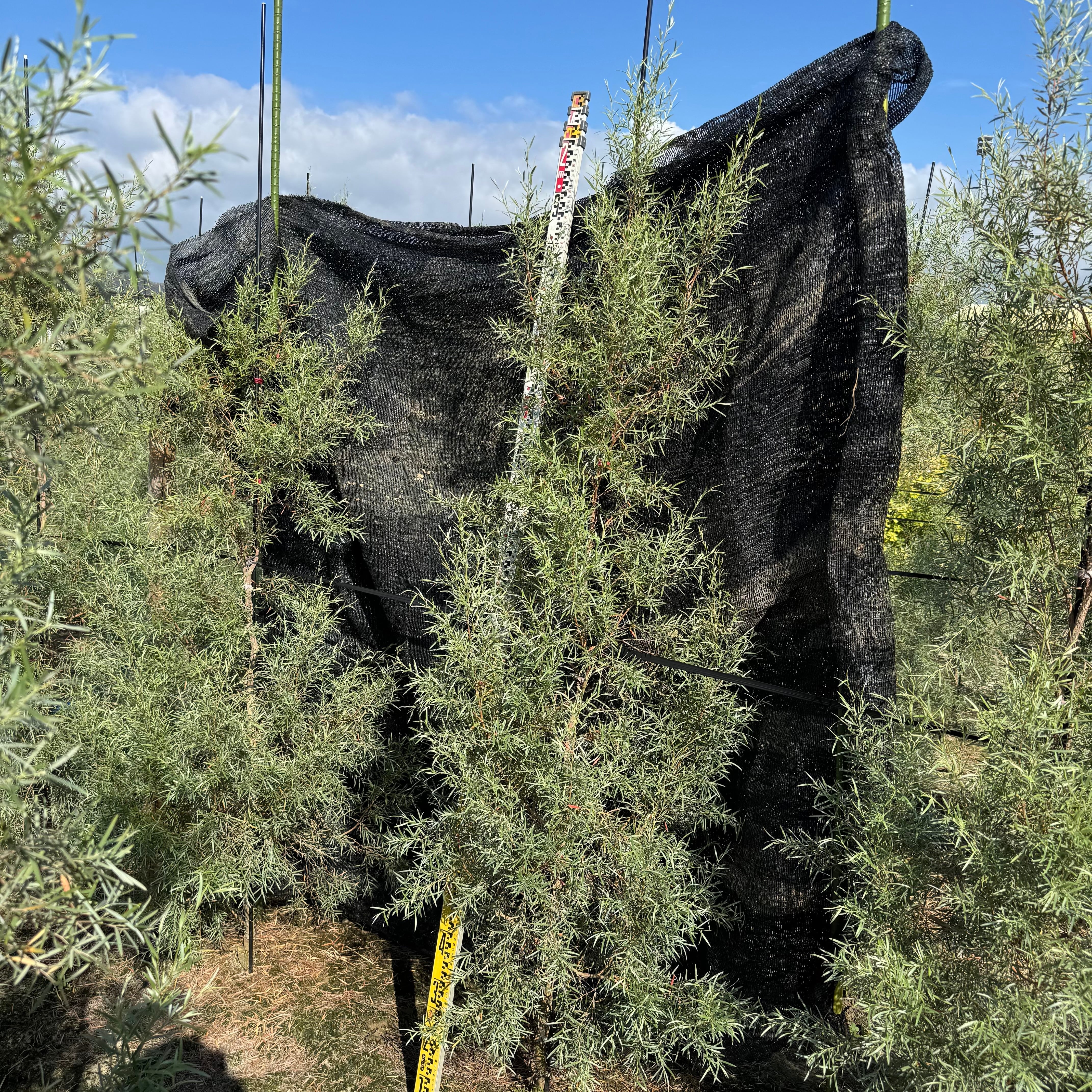 シルバーティーツリー 1.8～2.0m | 庭木のある暮らし