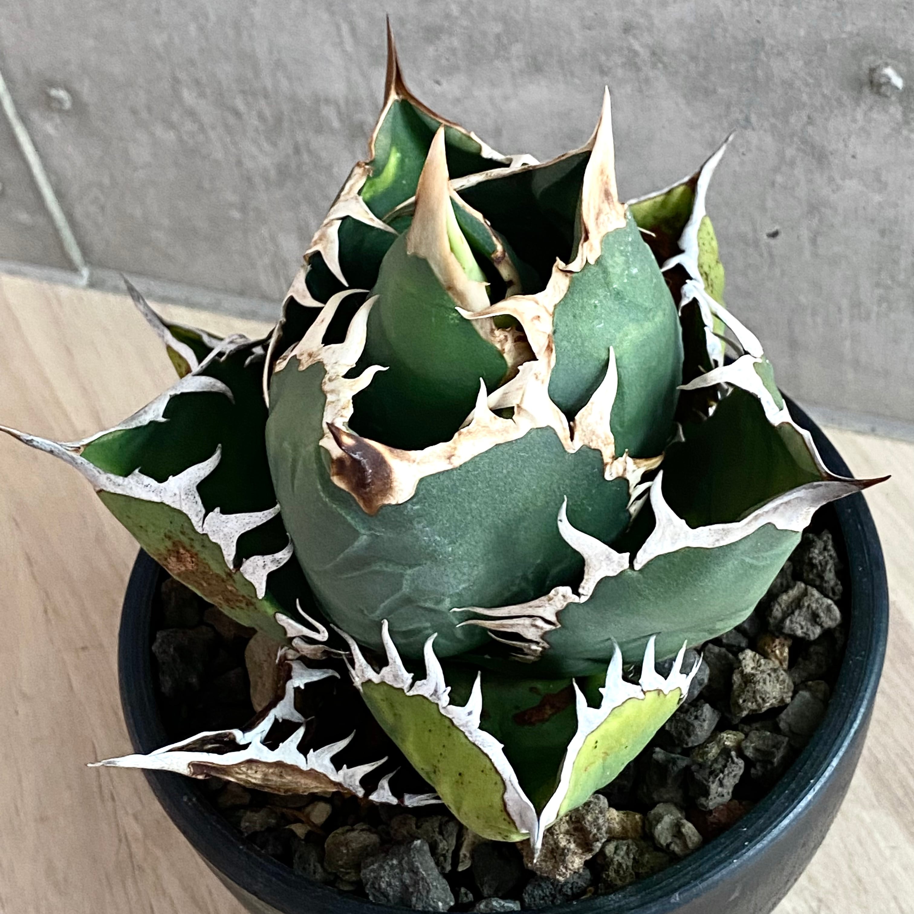 agave titanota oteroi/アガベ チタノタ オテロイ 【観葉植物】【多肉