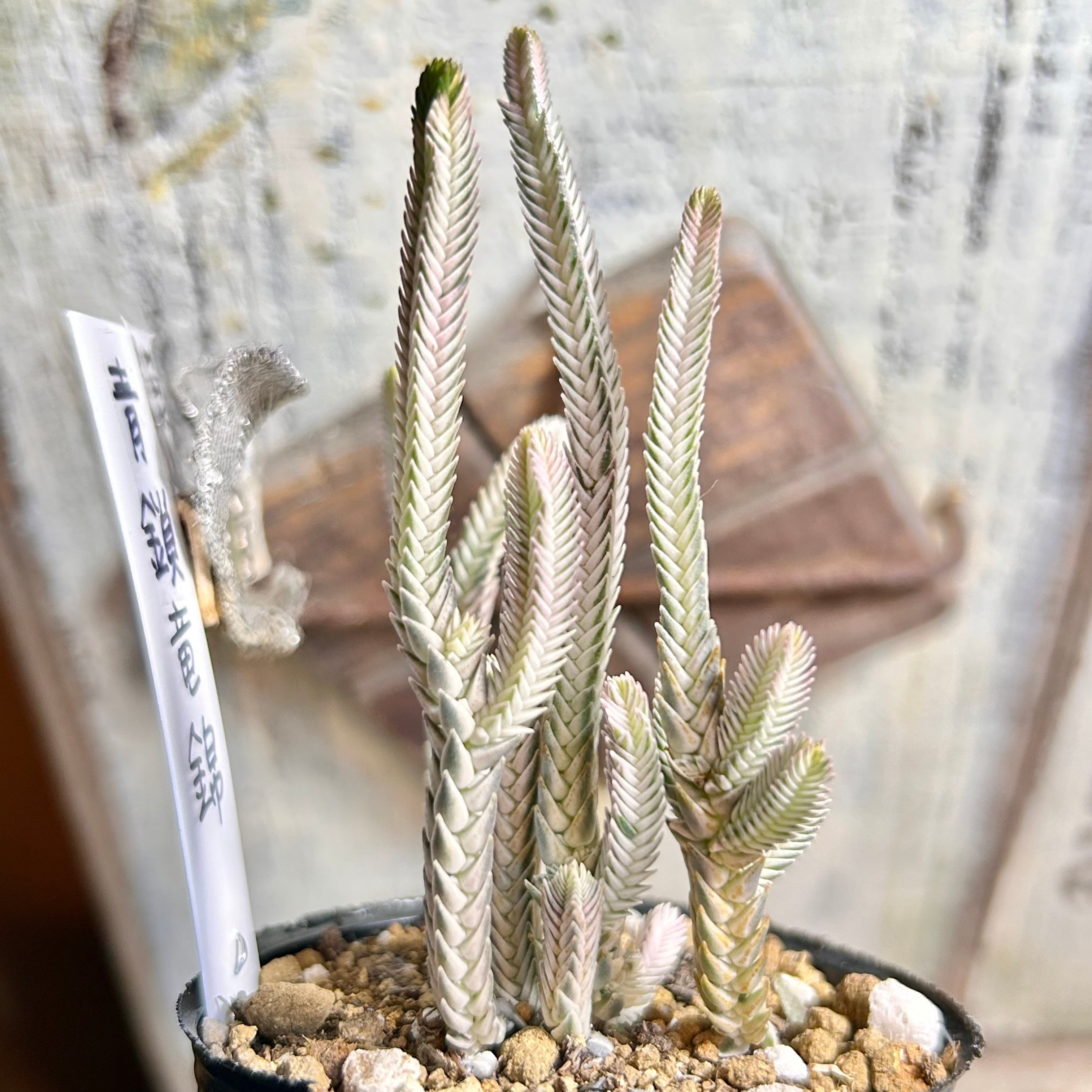 錦 | RuPo 多肉植物専門店