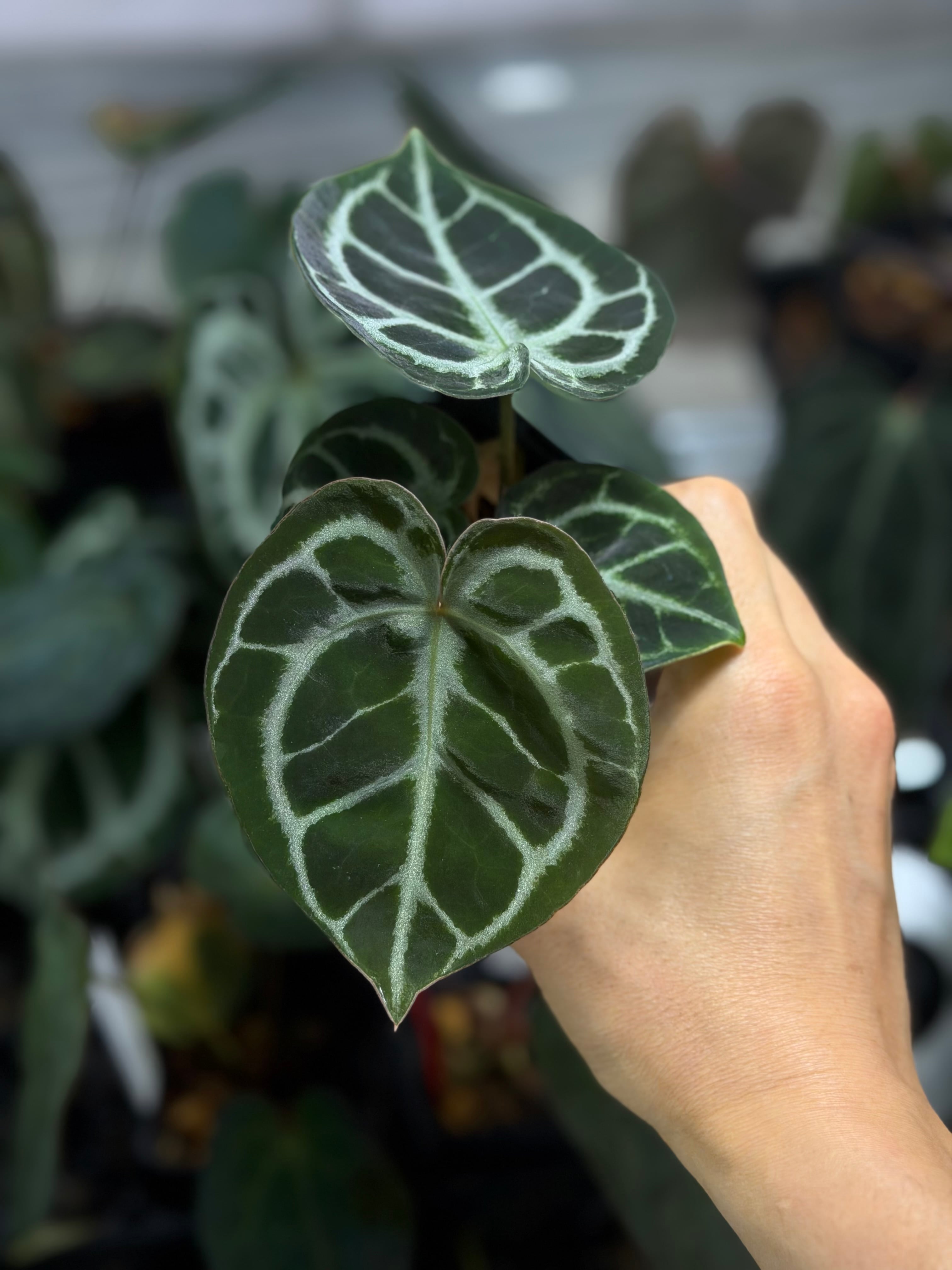 anthuroom