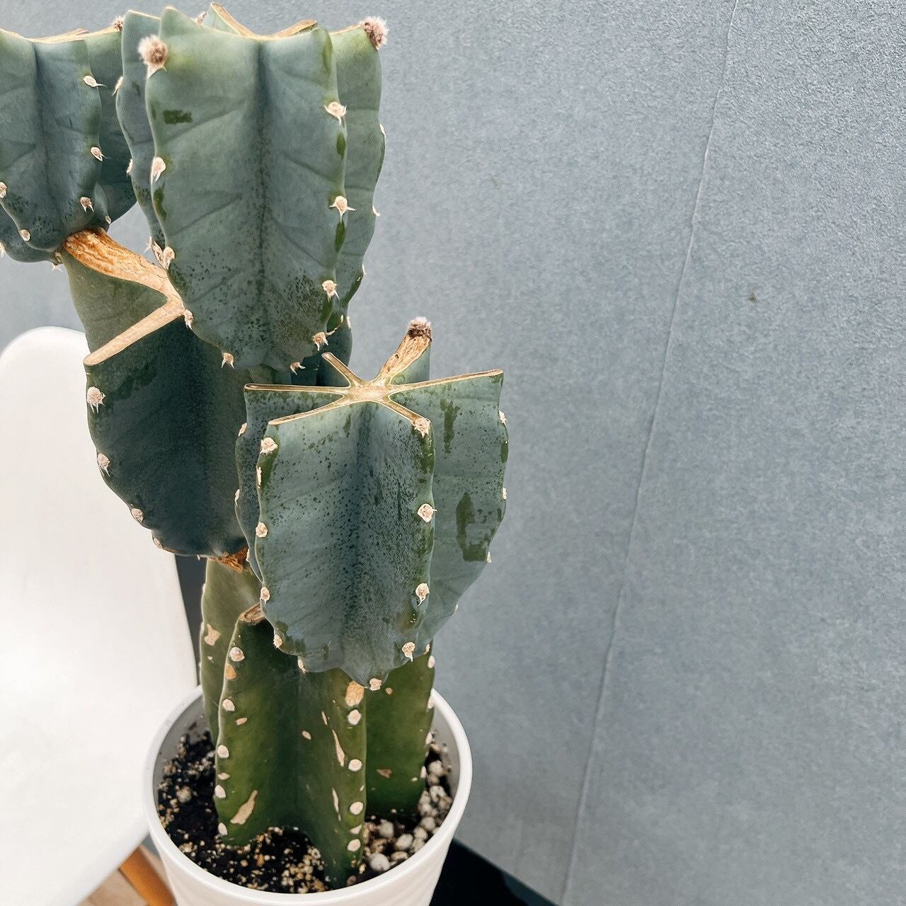 現品］☆人気☆51番 柱サボテン 鬼面角 ブランチ 6号 観葉植物 室内