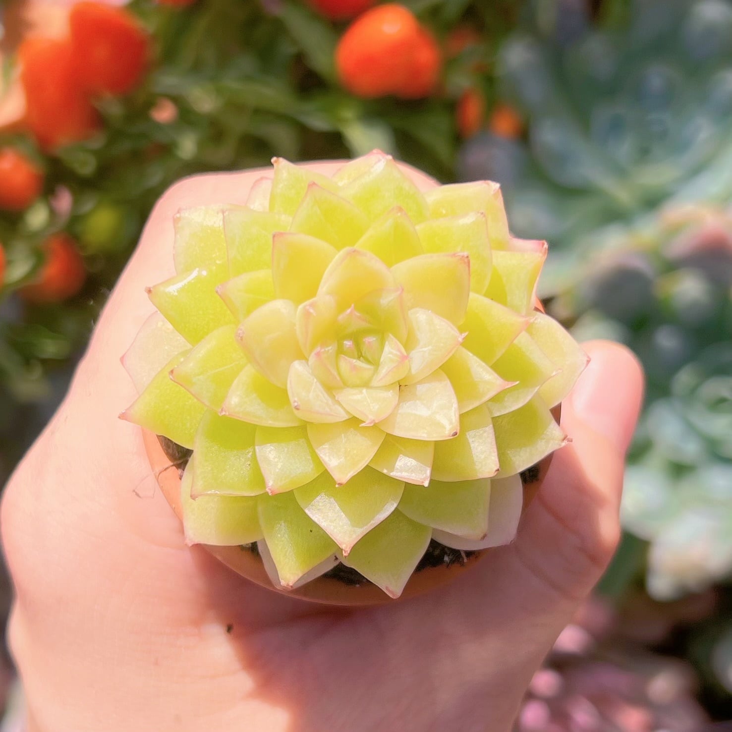 多肉植物　新品種　翡翠　新入荷