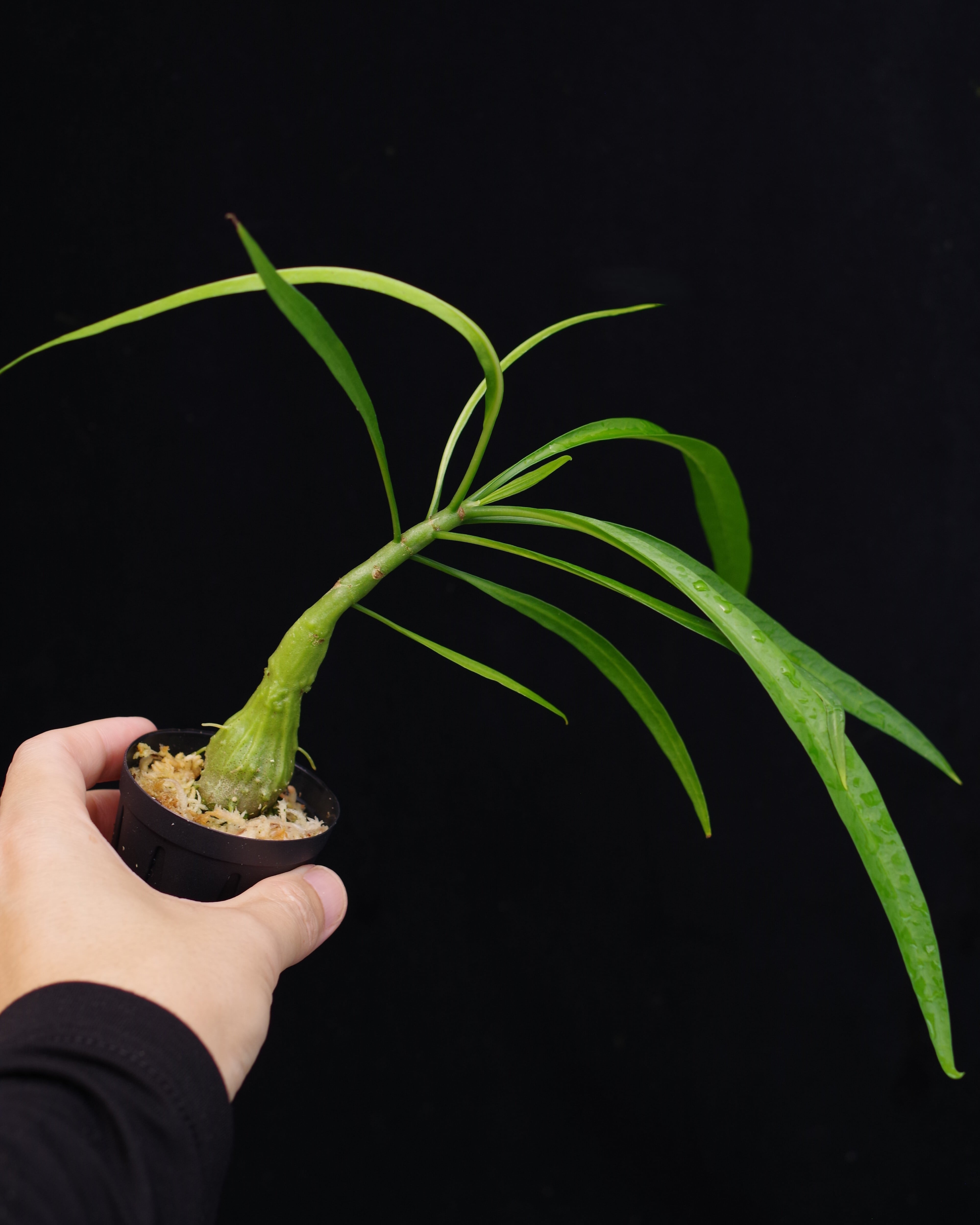 Myrmephytum longissimum (nomen nudum) Urubika | 伊藤蟻植物農園