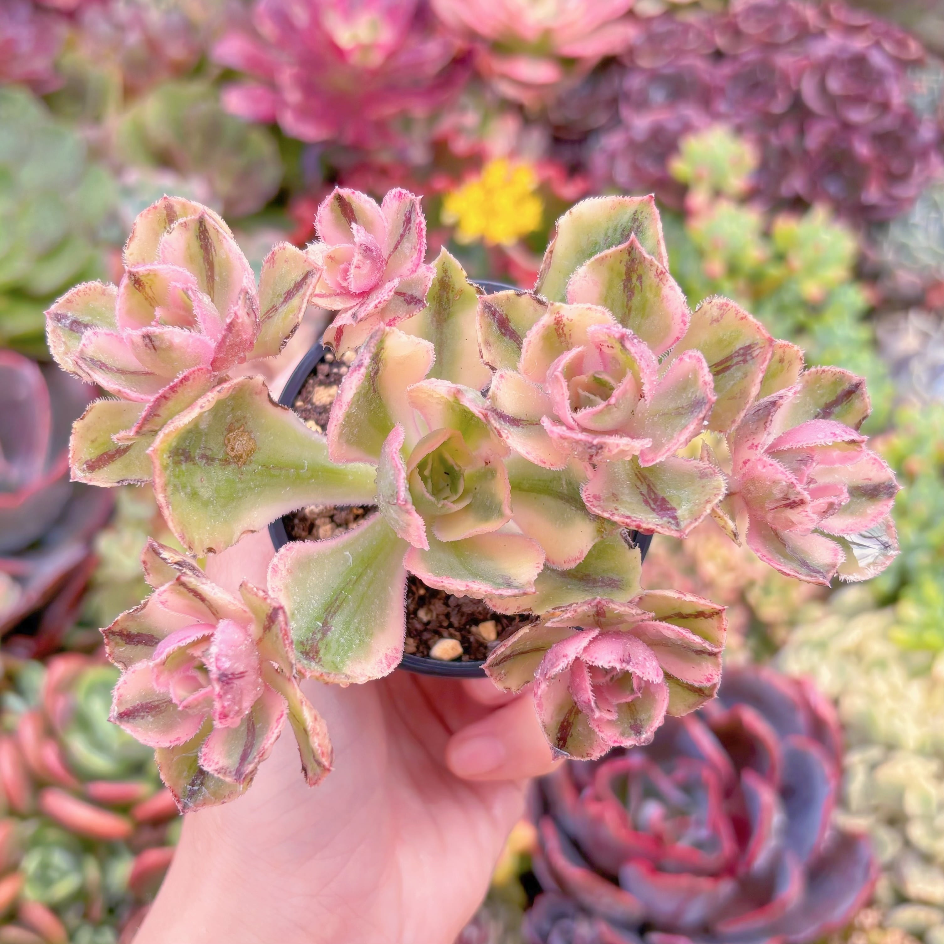 現品　ロスコープ錦#M202　群生　るる農園