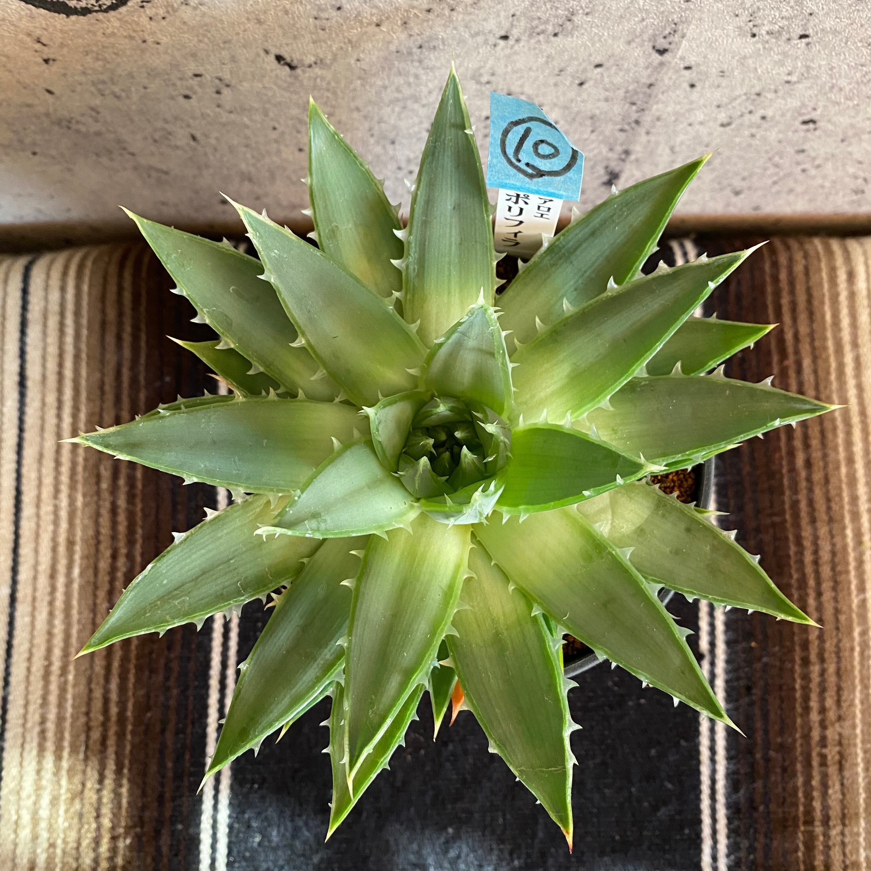 残りわずかになりました スパイラル アロエ ポリフィラ 1鉢 Planet Plants プラネットプランツ 残りわずかになりました スパイラル アロエ ポリフィラ 1鉢 Planet Plants プラネットプランツ