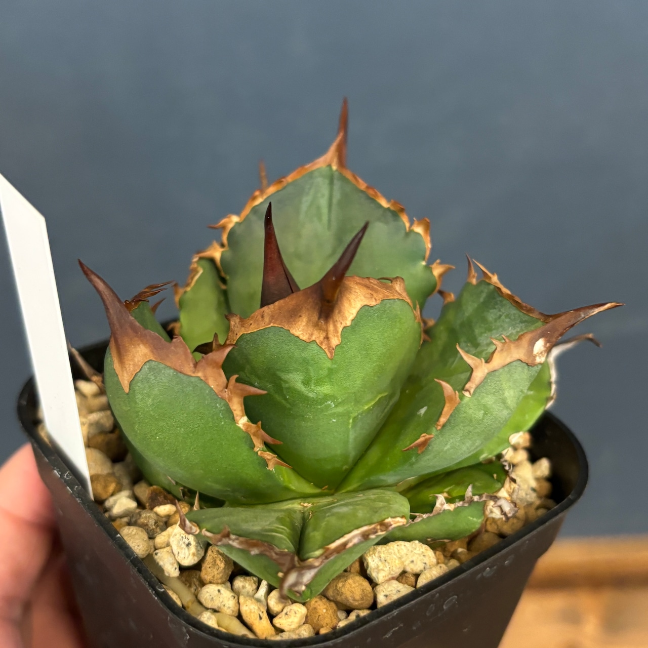 アガベ チタノタ バッファロー【149】