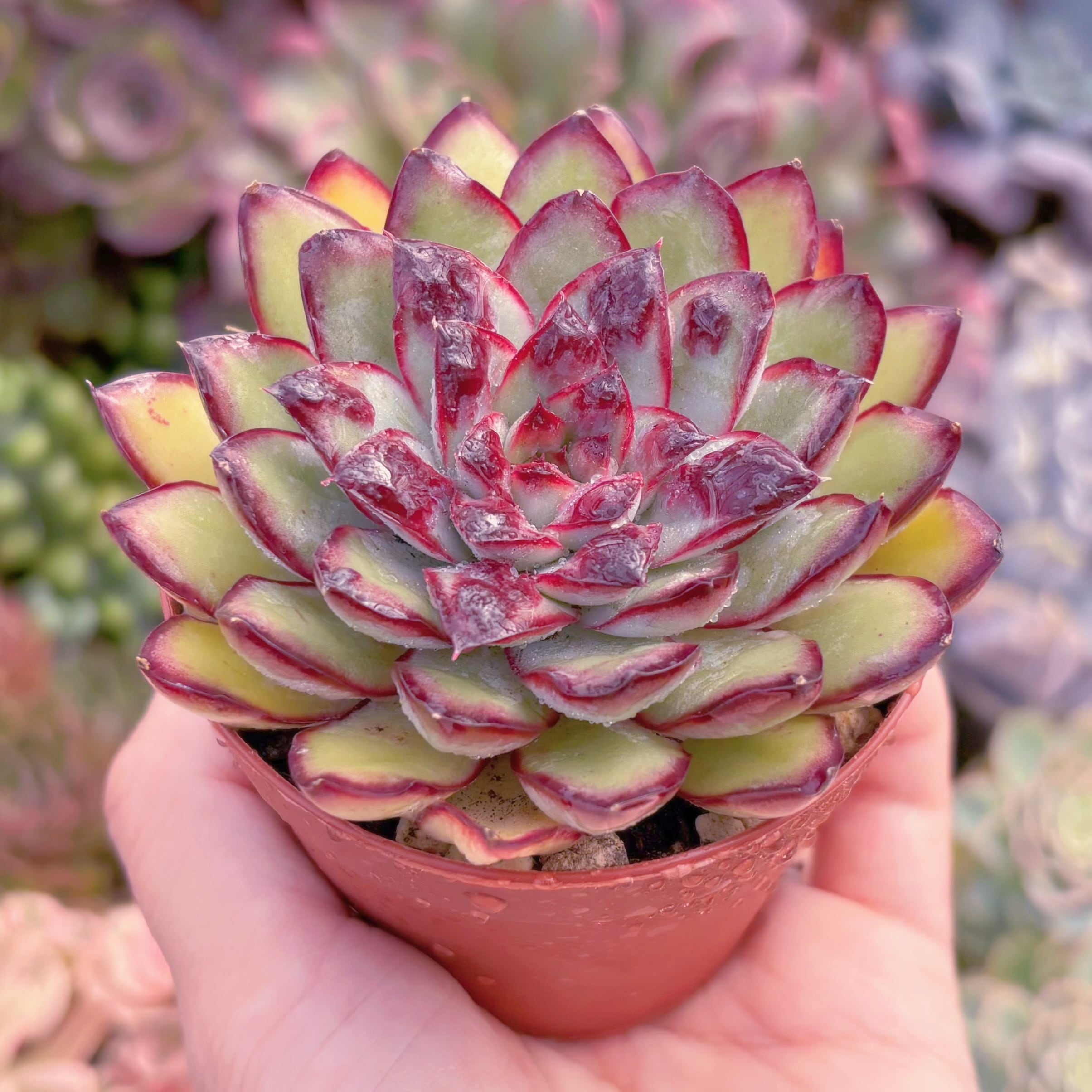 現品　コブレッドエッジ#A031　るる農園