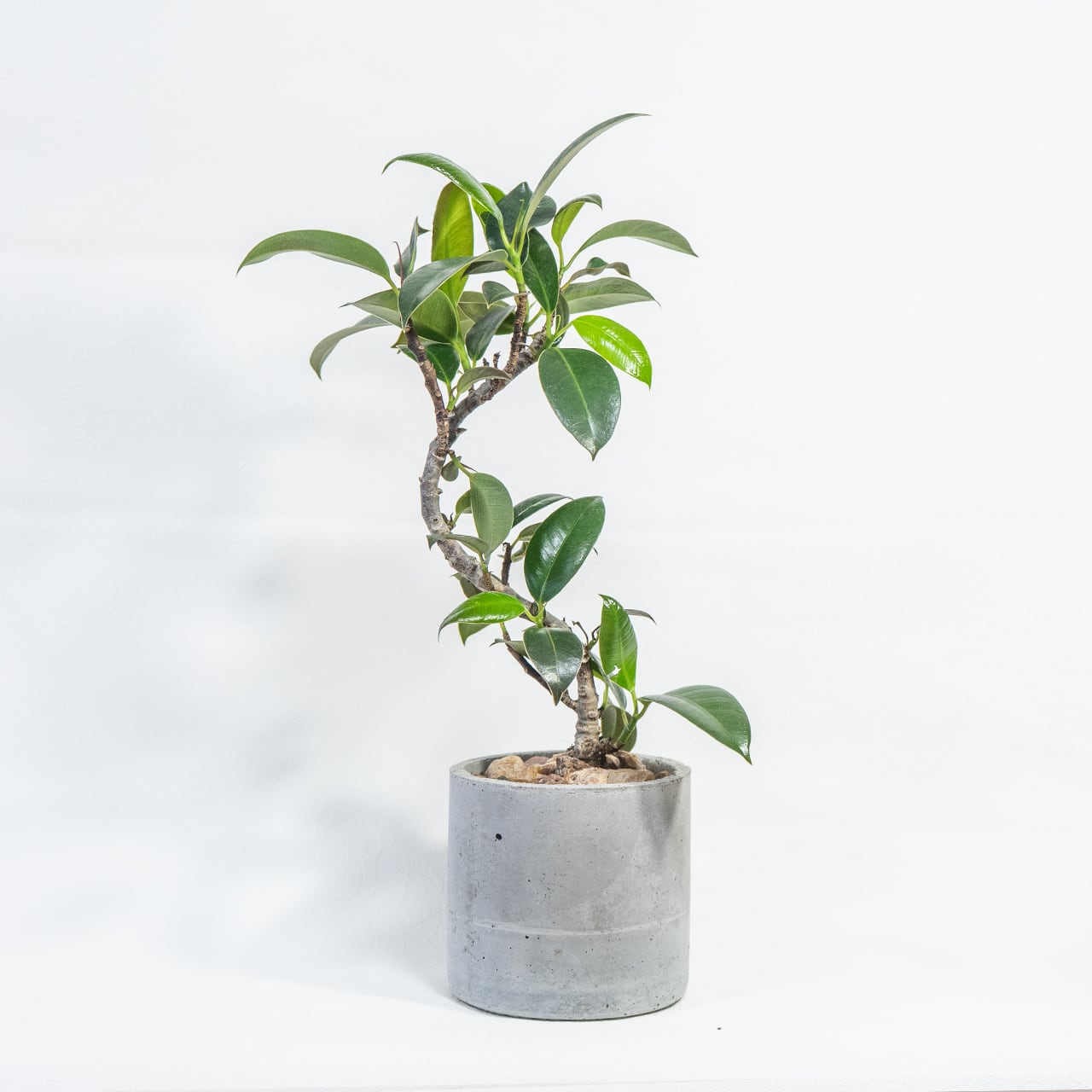 観葉植物 フランスゴムの木 曲がり仕立ての樹形美を活かしたモルタル鉢セット