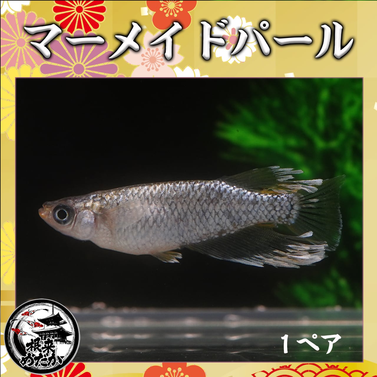 1ペア】TAKUMI 夢中めだか様直系 | メダカ専門店 根来めだか 1ペア】TAKUMI 夢中めだか様直系 | メダカ専門店 根来めだか