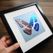 実寸大キプリスモルフォの腹背同体カード【※額無し】