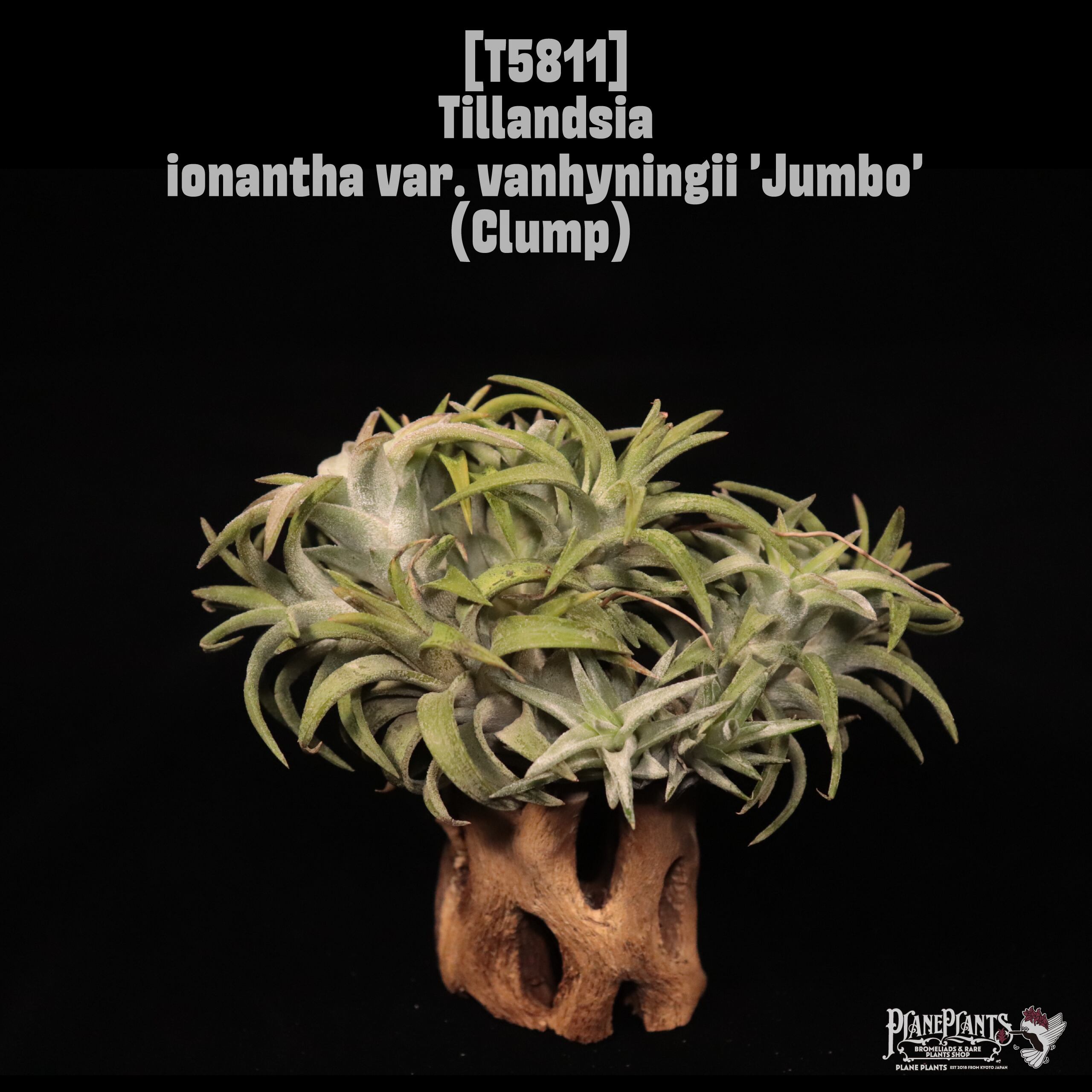 ionantha | plane plants